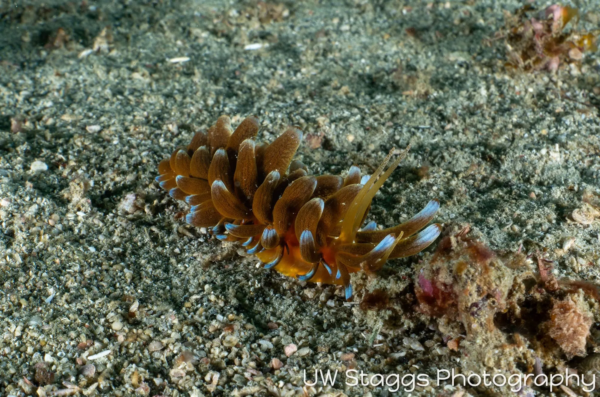 Reef Scene — Puerto Galera, Philippines