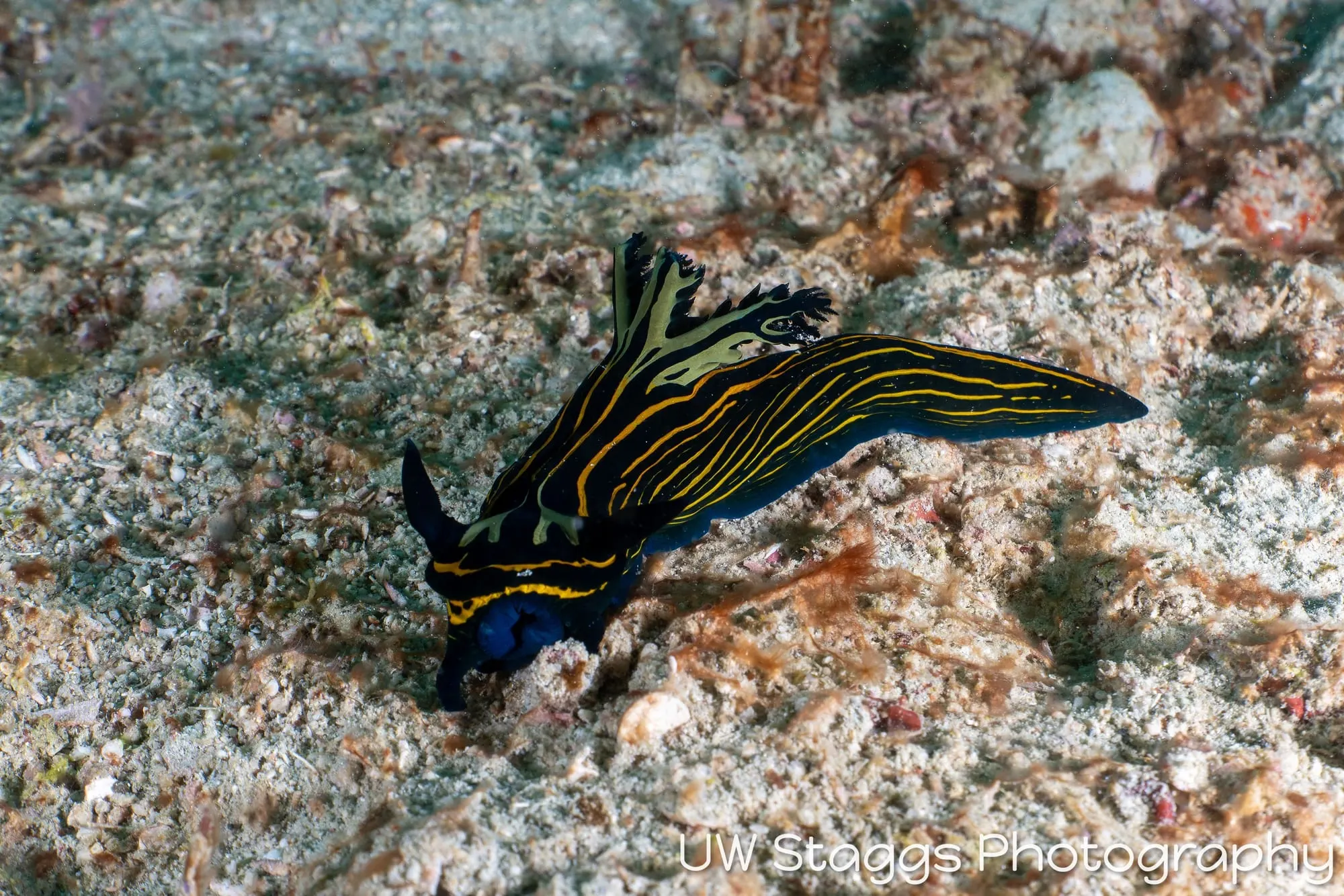 Reef Scene — Puerto Galera, Philippines