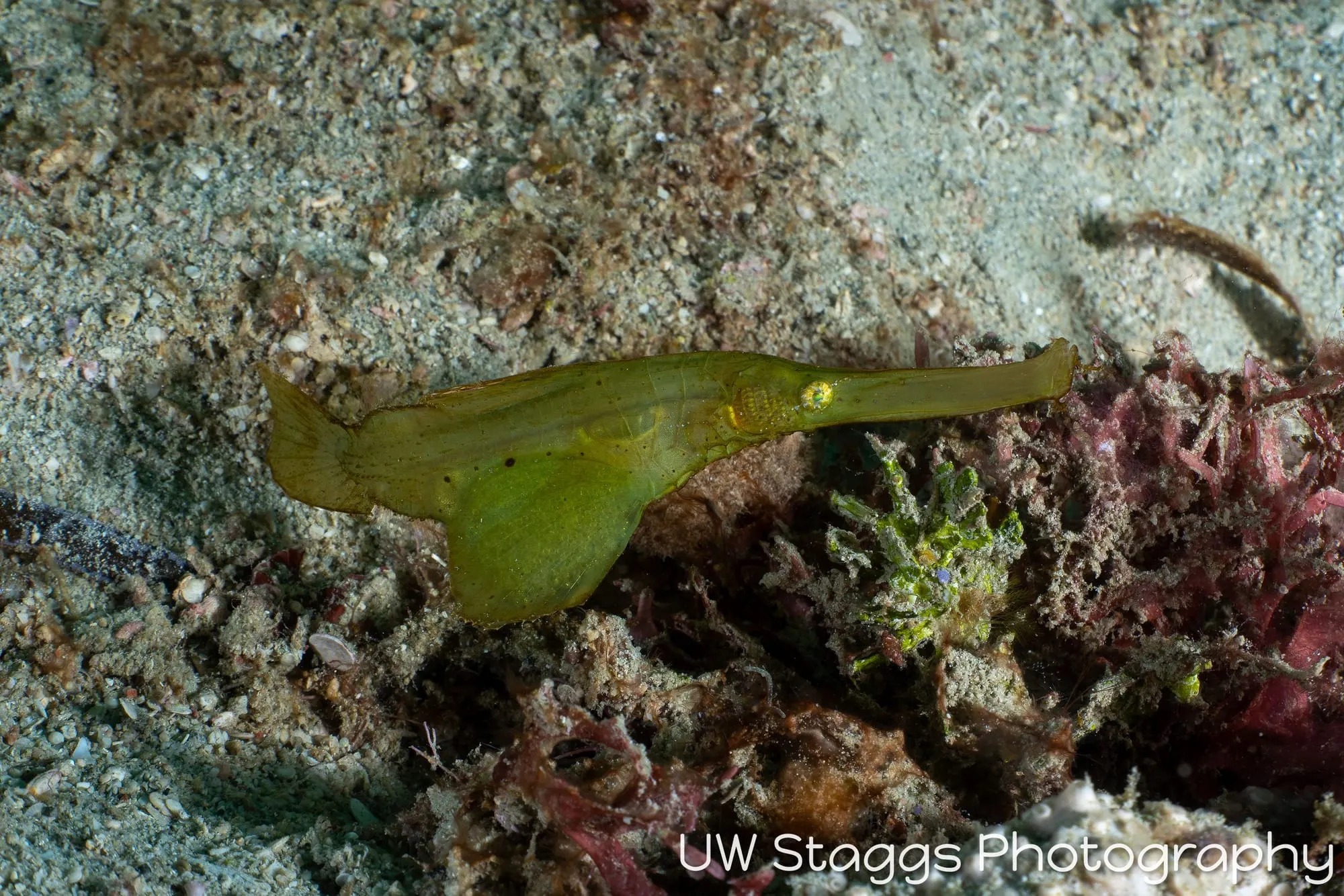 Reef Scene — Puerto Galera, Philippines