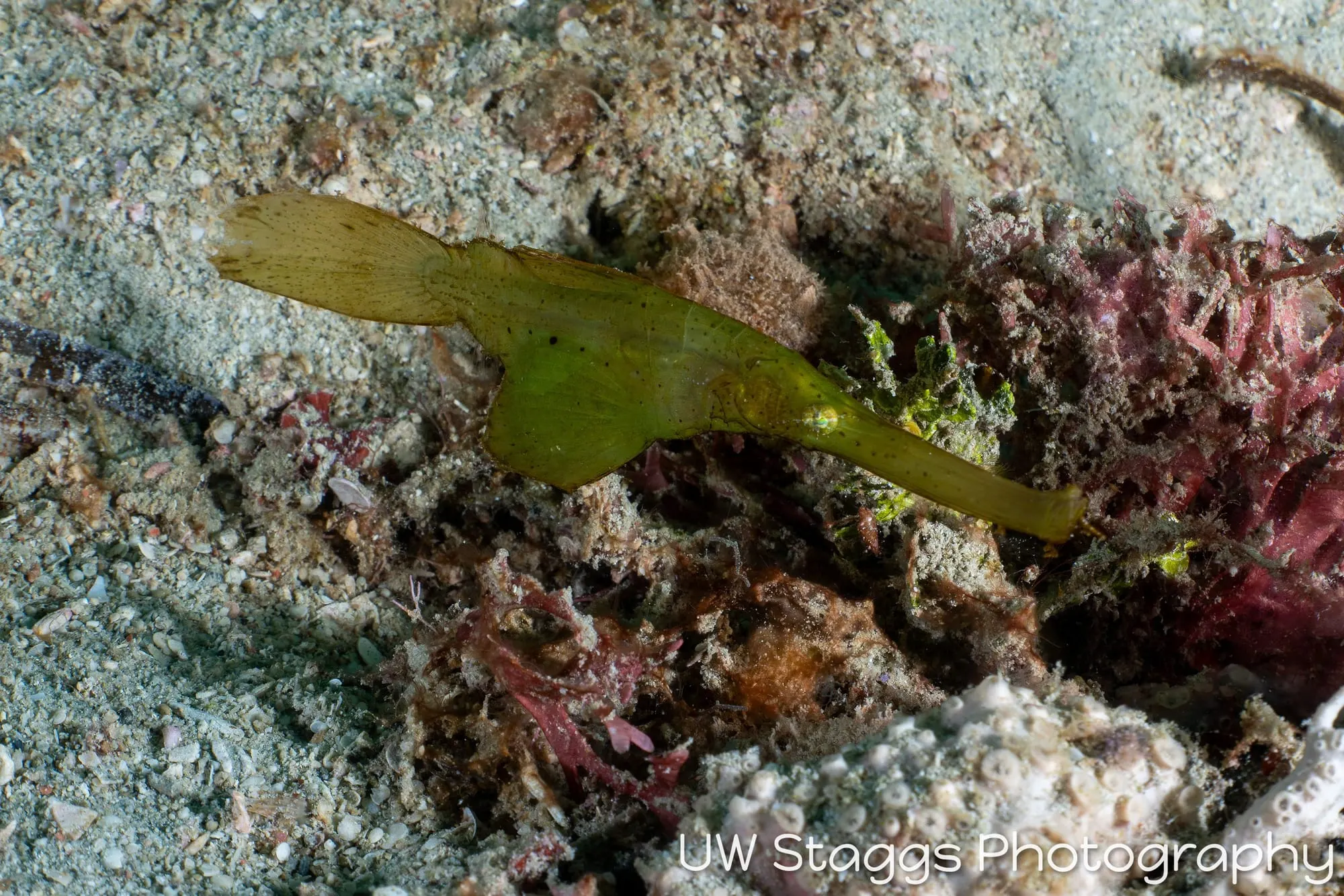 Reef Scene — Puerto Galera, Philippines