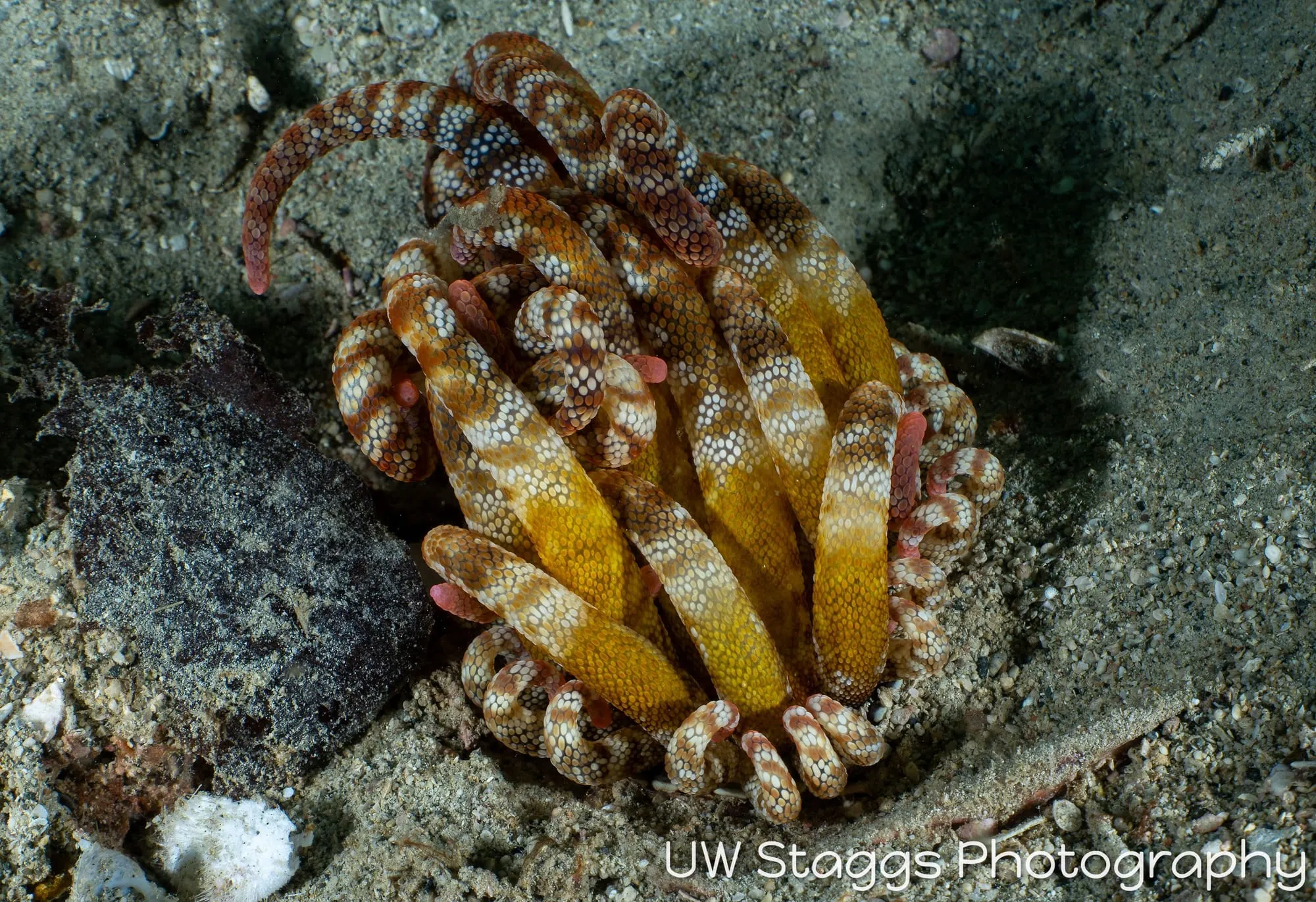 Reef Scene — Puerto Galera, Philippines