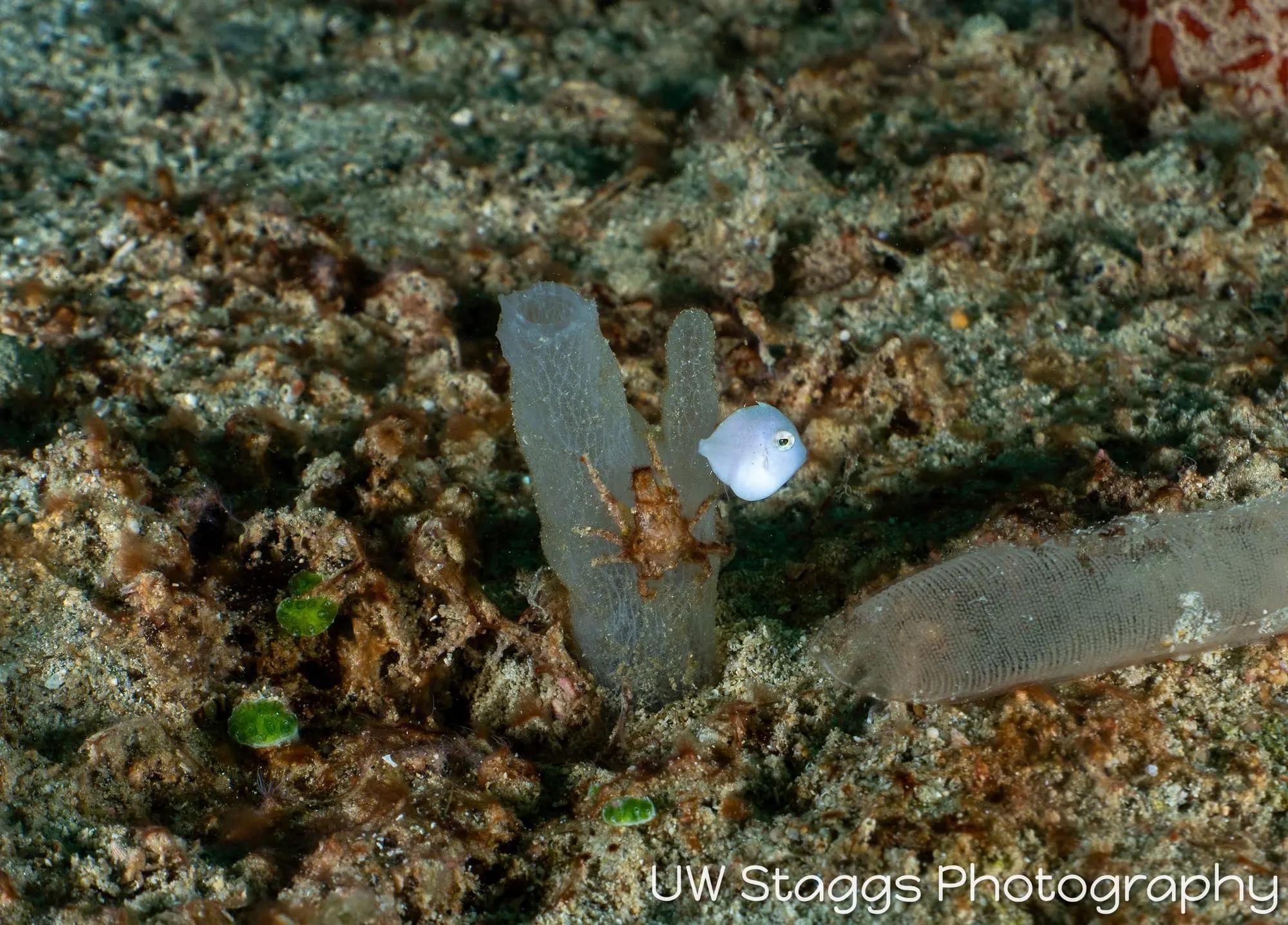 Reef Scene — Puerto Galera, Philippines