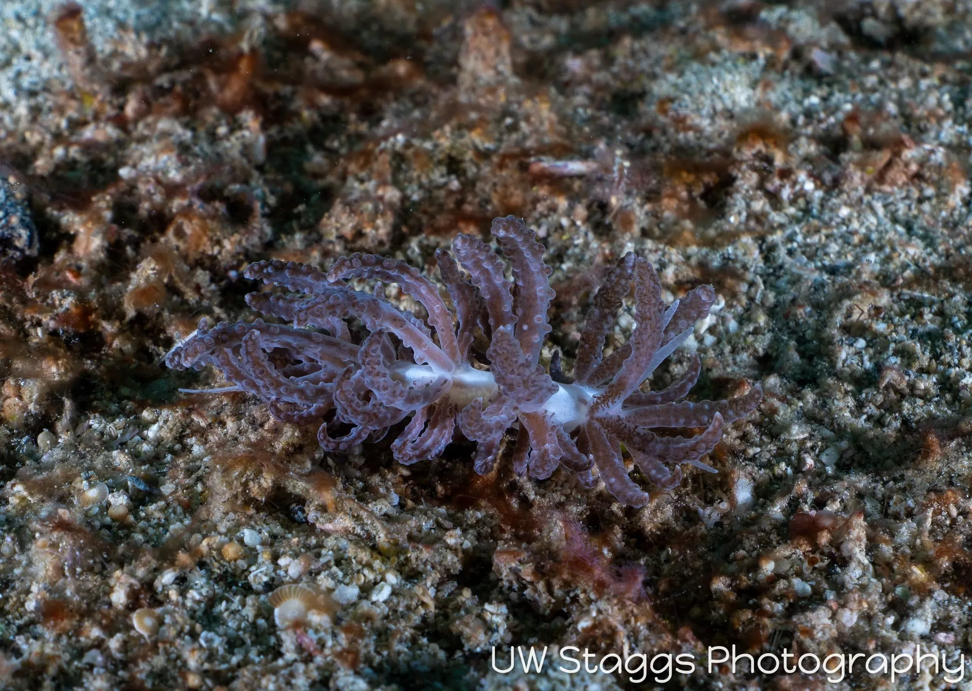 Reef Scene — Puerto Galera, Philippines