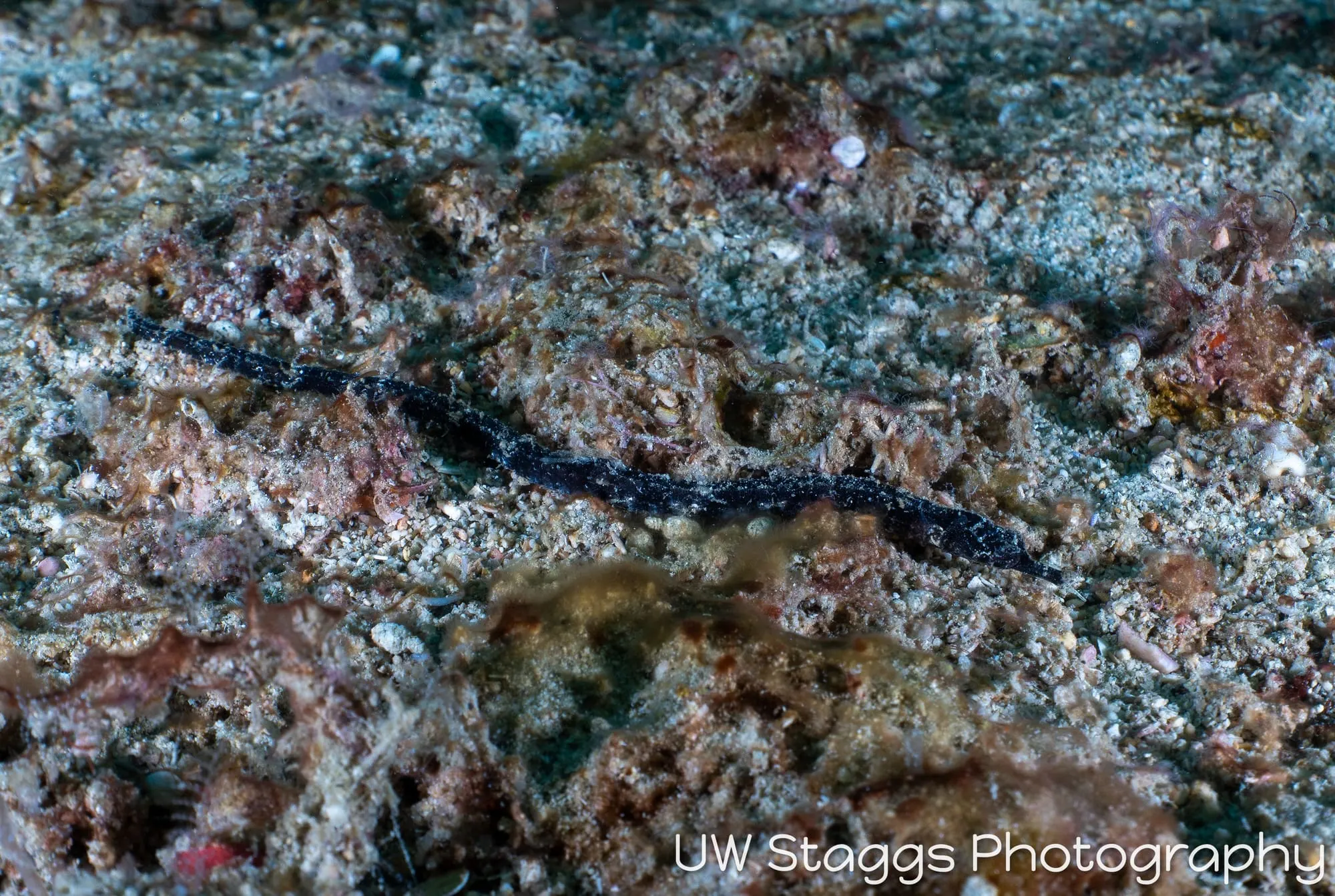 Reef Scene — Puerto Galera, Philippines