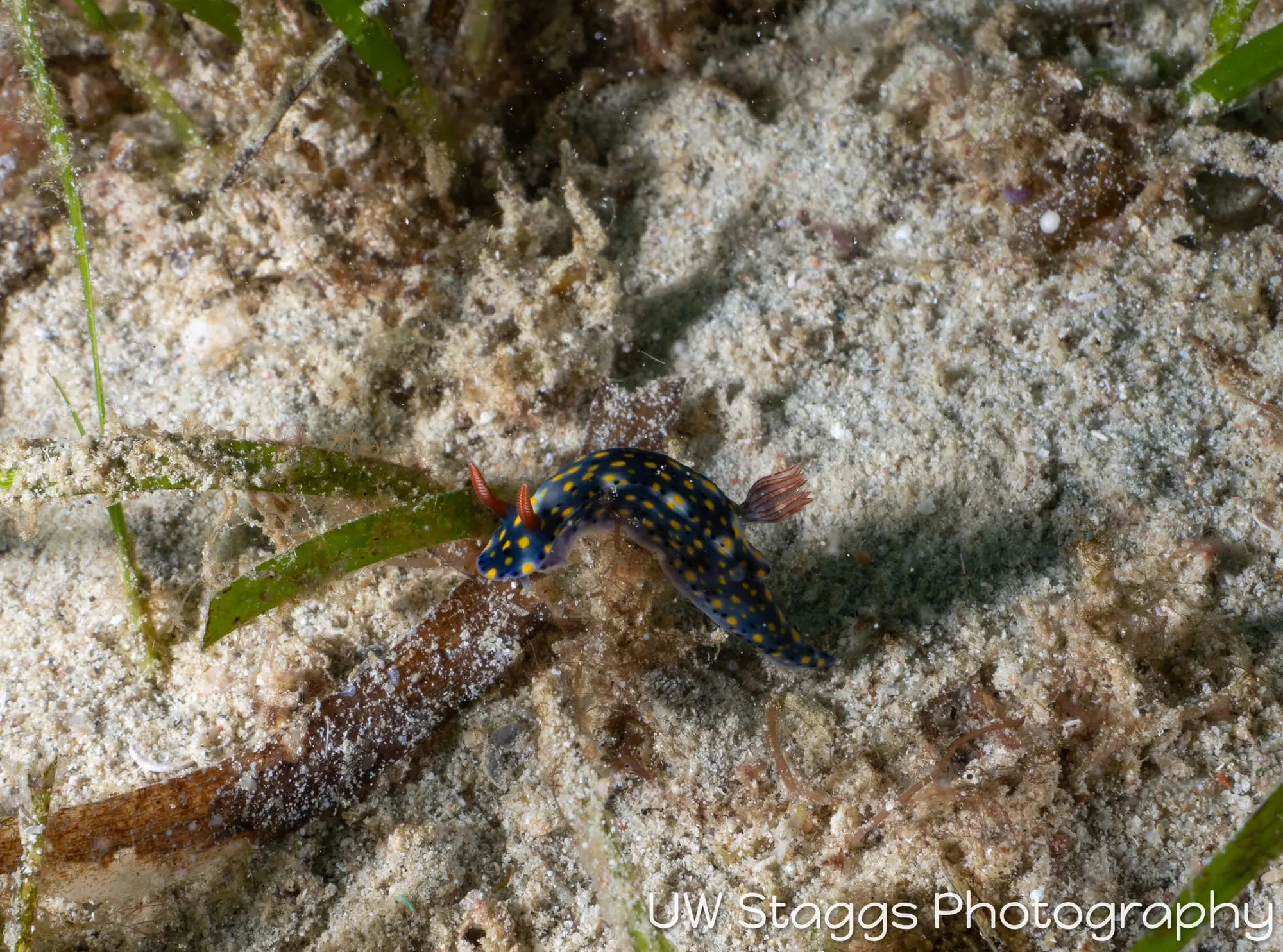 Reef Scene — Puerto Galera, Philippines