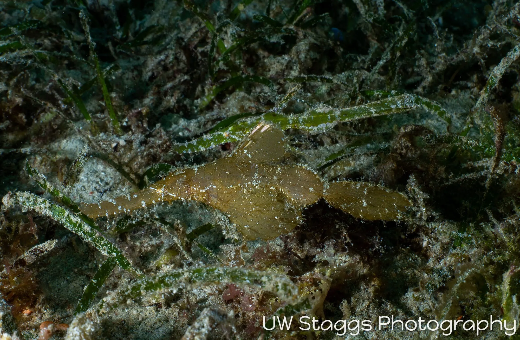 Reef Scene — Puerto Galera, Philippines