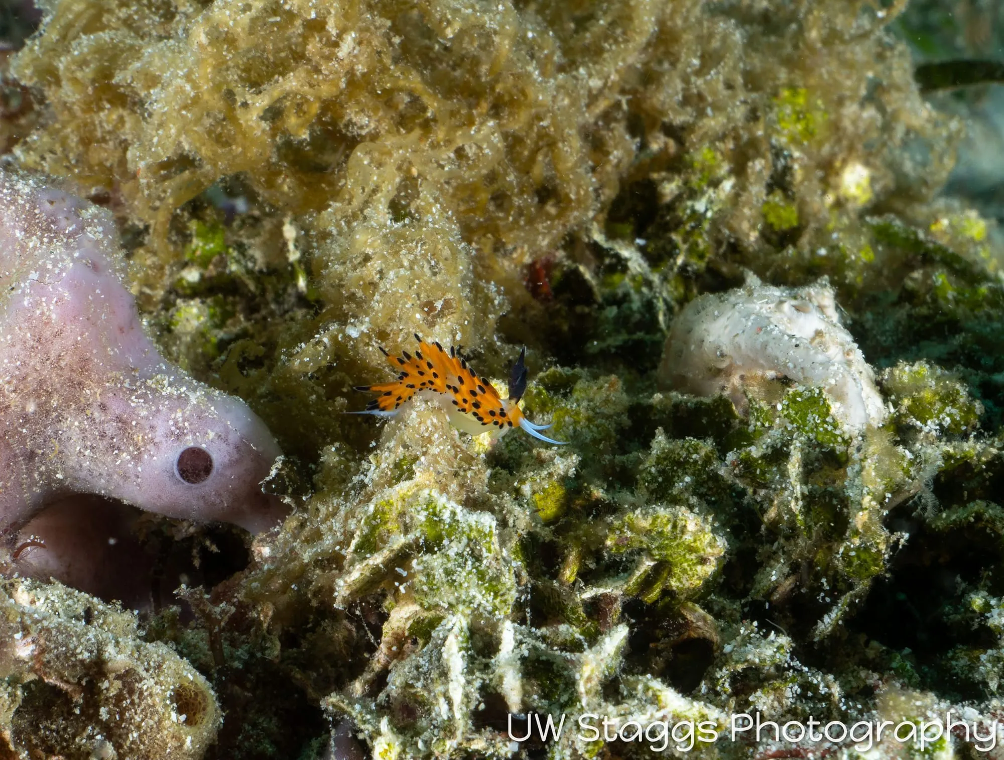 Reef Scene — Puerto Galera, Philippines