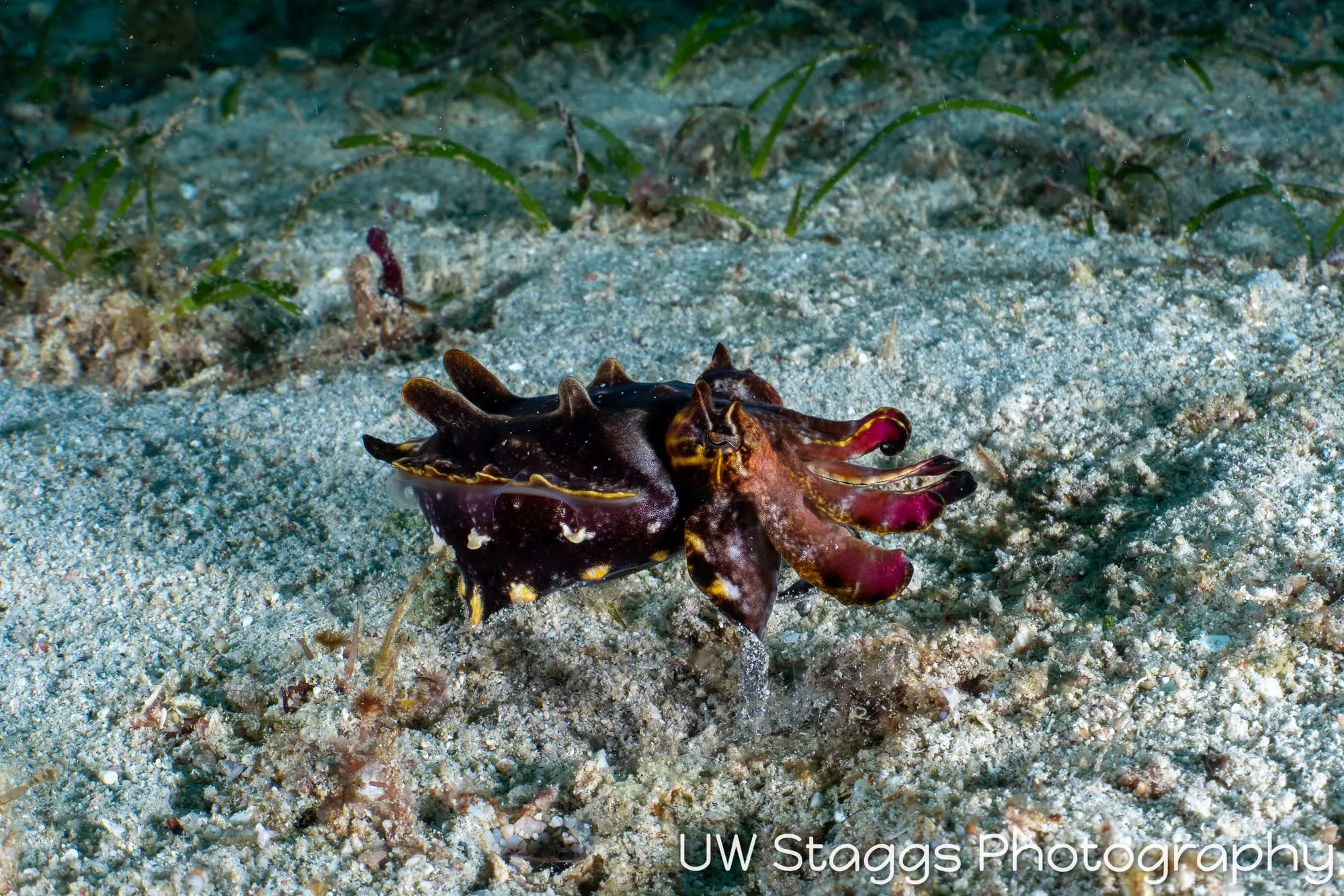 Reef Scene — Puerto Galera, Philippines
