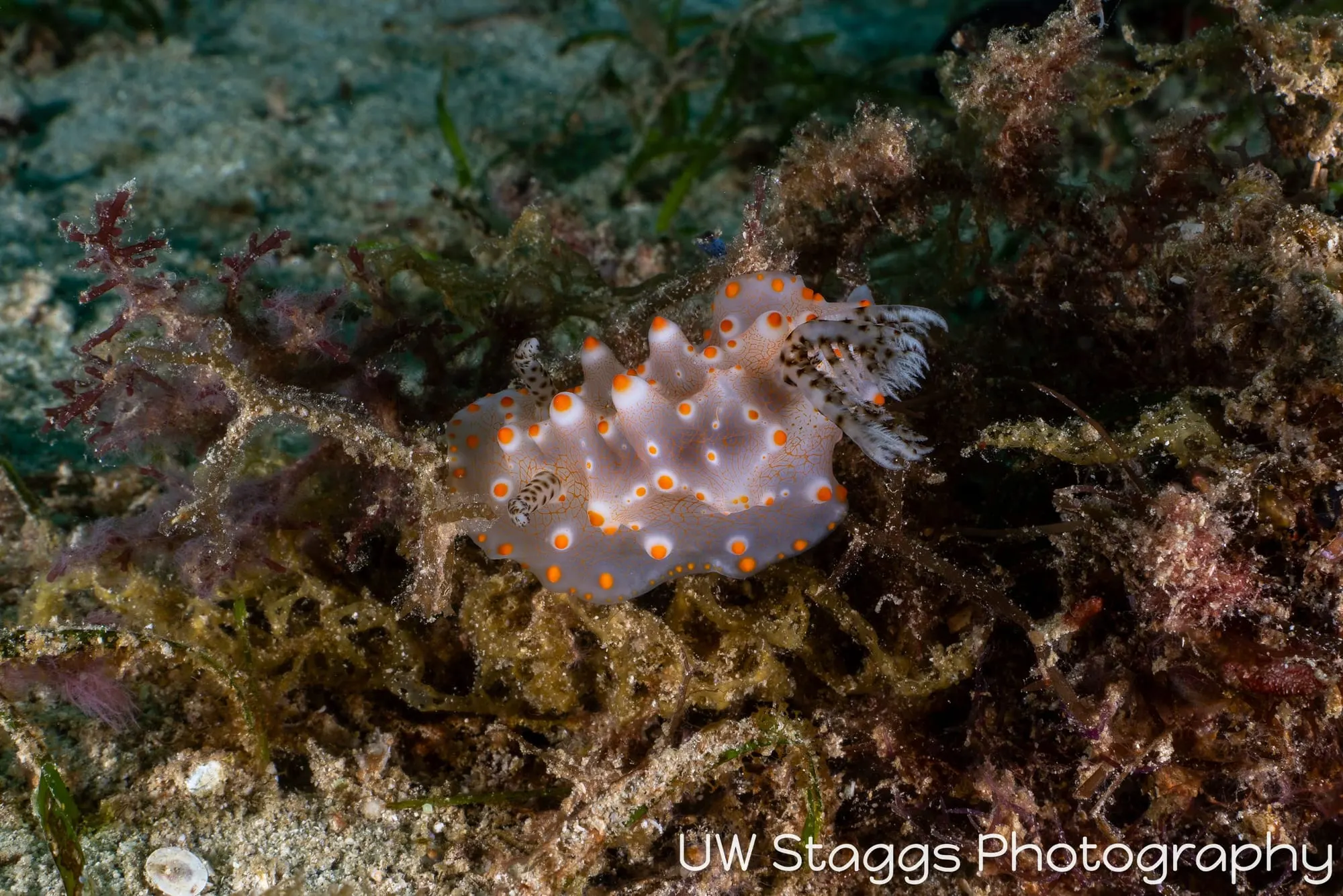 Reef Scene — Puerto Galera, Philippines