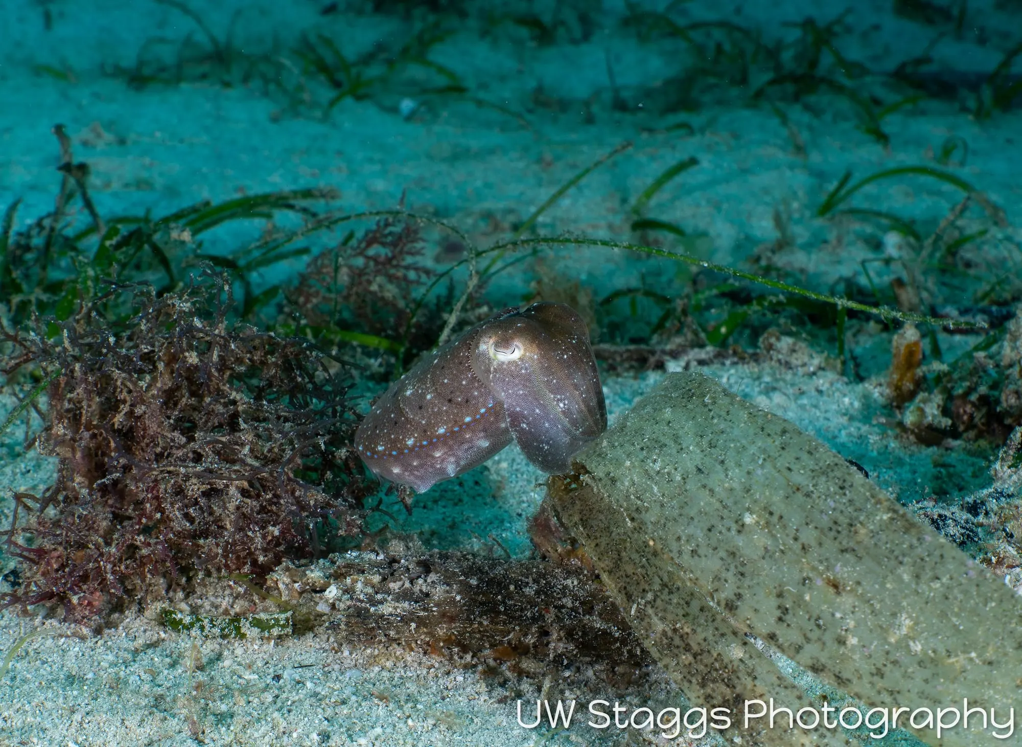Reef Scene — Puerto Galera, Philippines