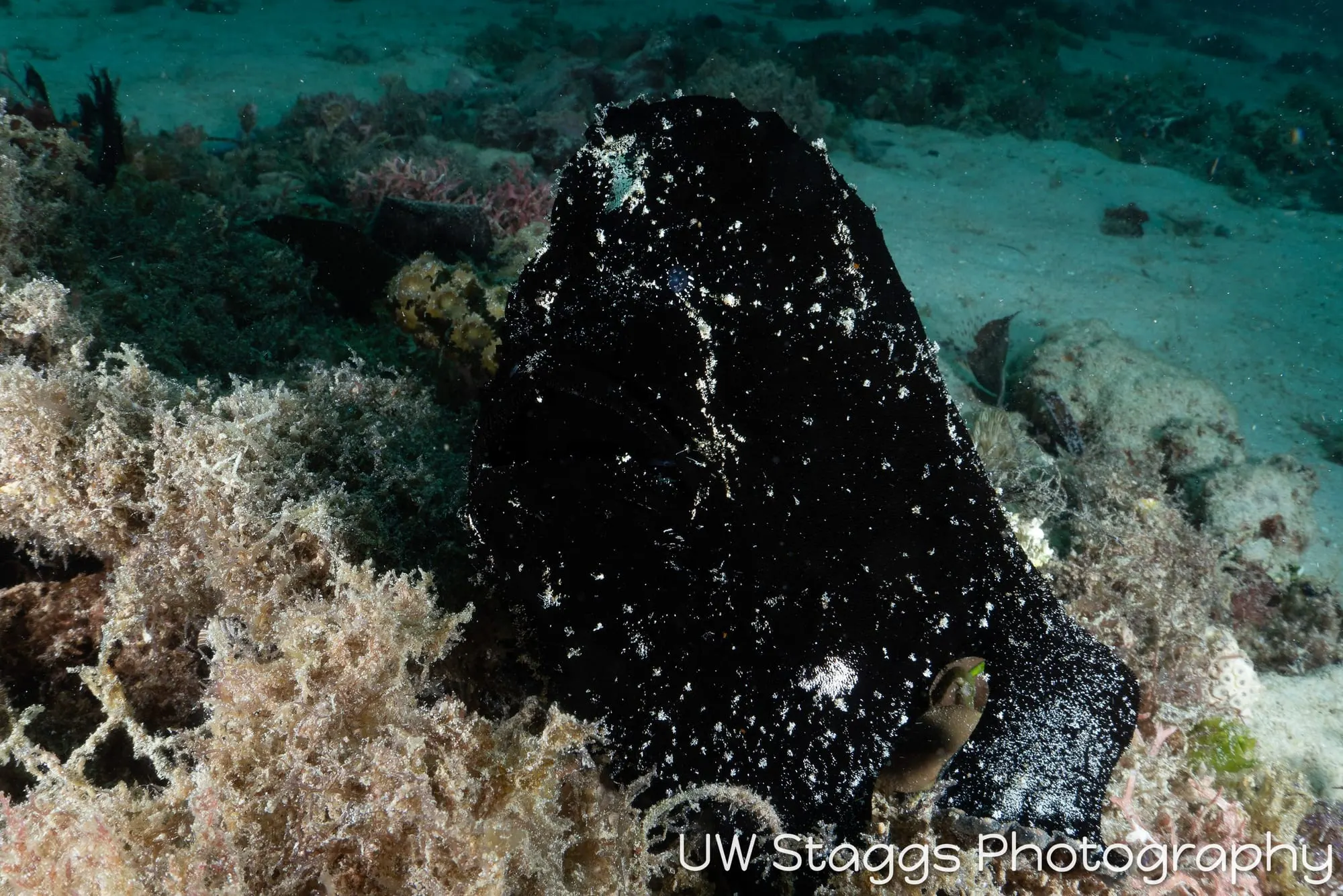 Reef Scene — Puerto Galera, Philippines