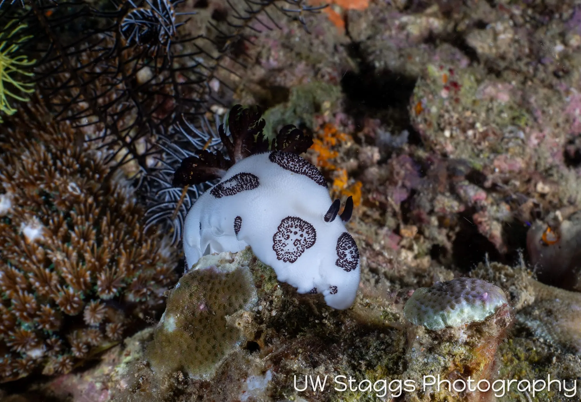 Reef Scene — Puerto Galera, Philippines