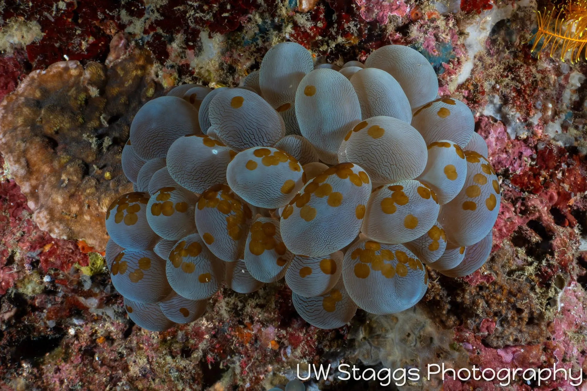 Reef Scene — Puerto Galera, Philippines