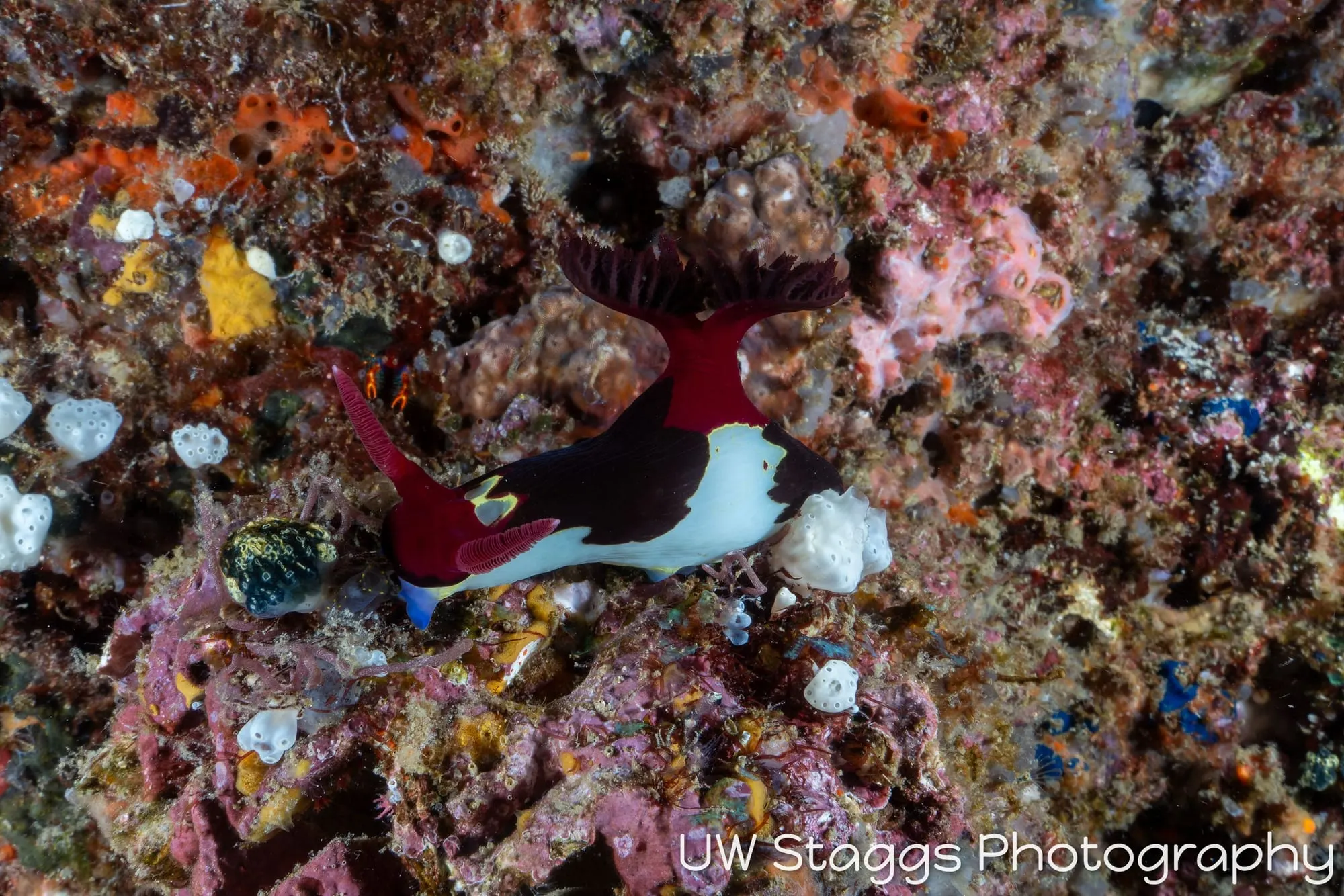 Reef Scene — Puerto Galera, Philippines