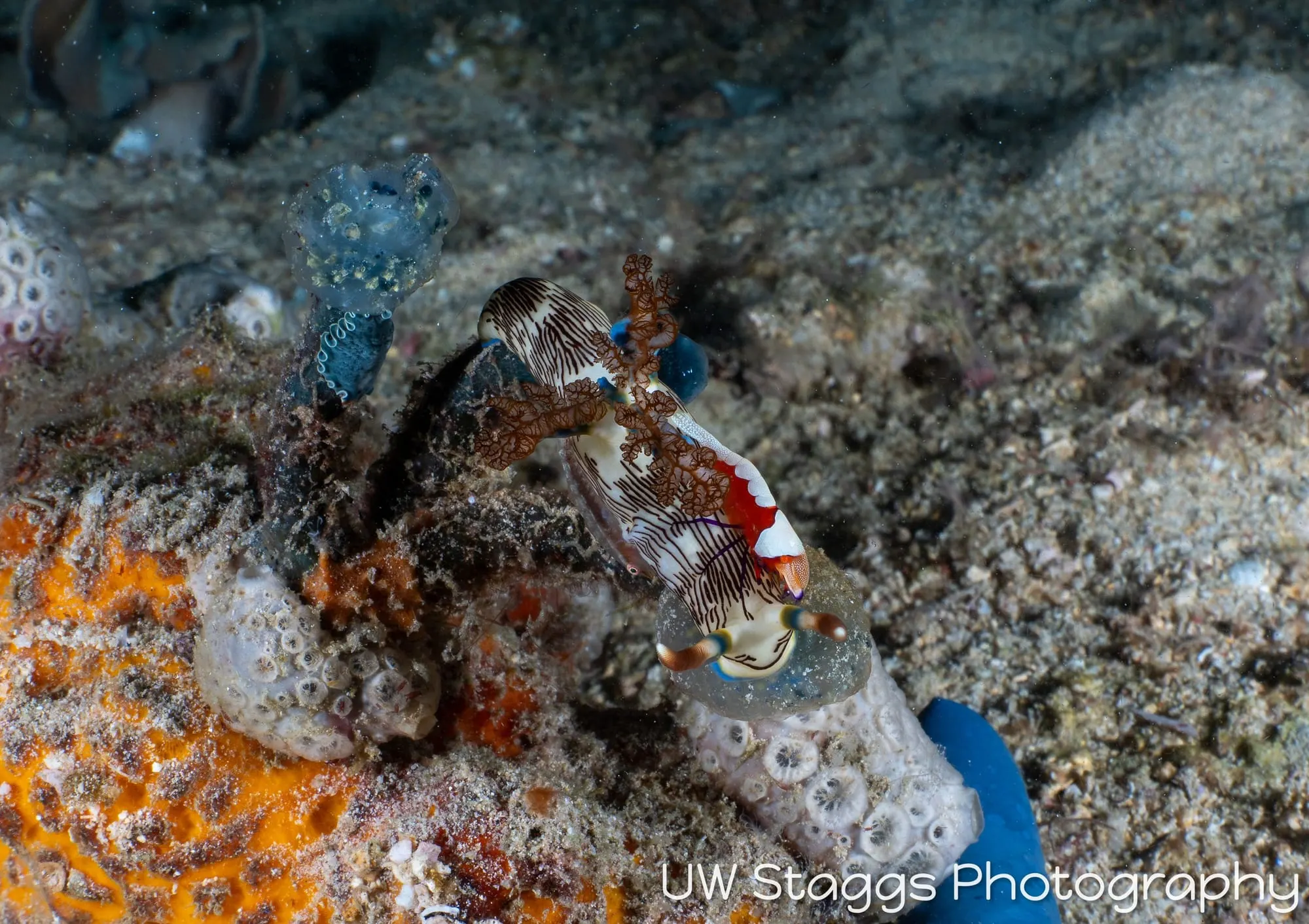 Reef Scene — Puerto Galera, Philippines
