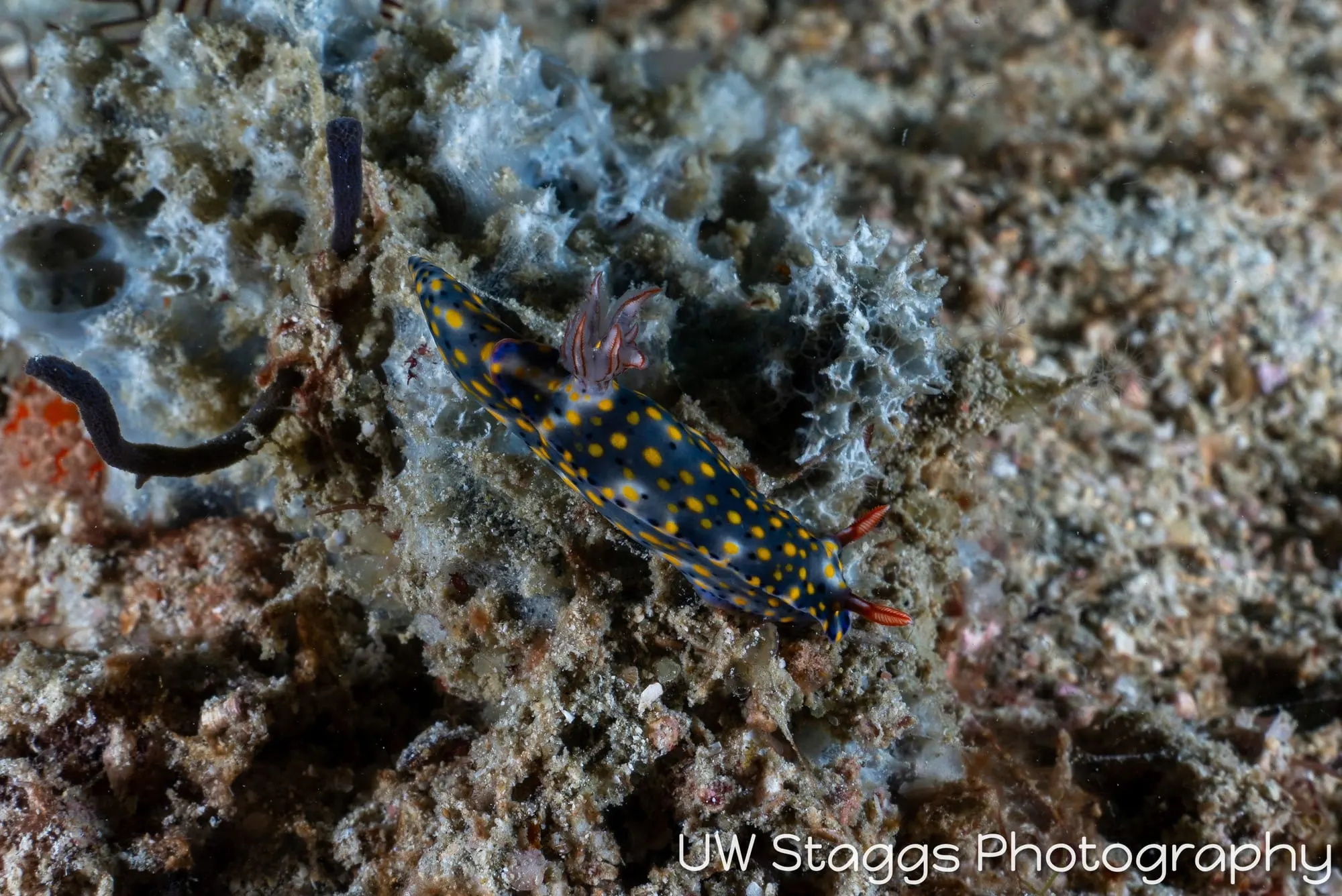 Reef Scene — Puerto Galera, Philippines
