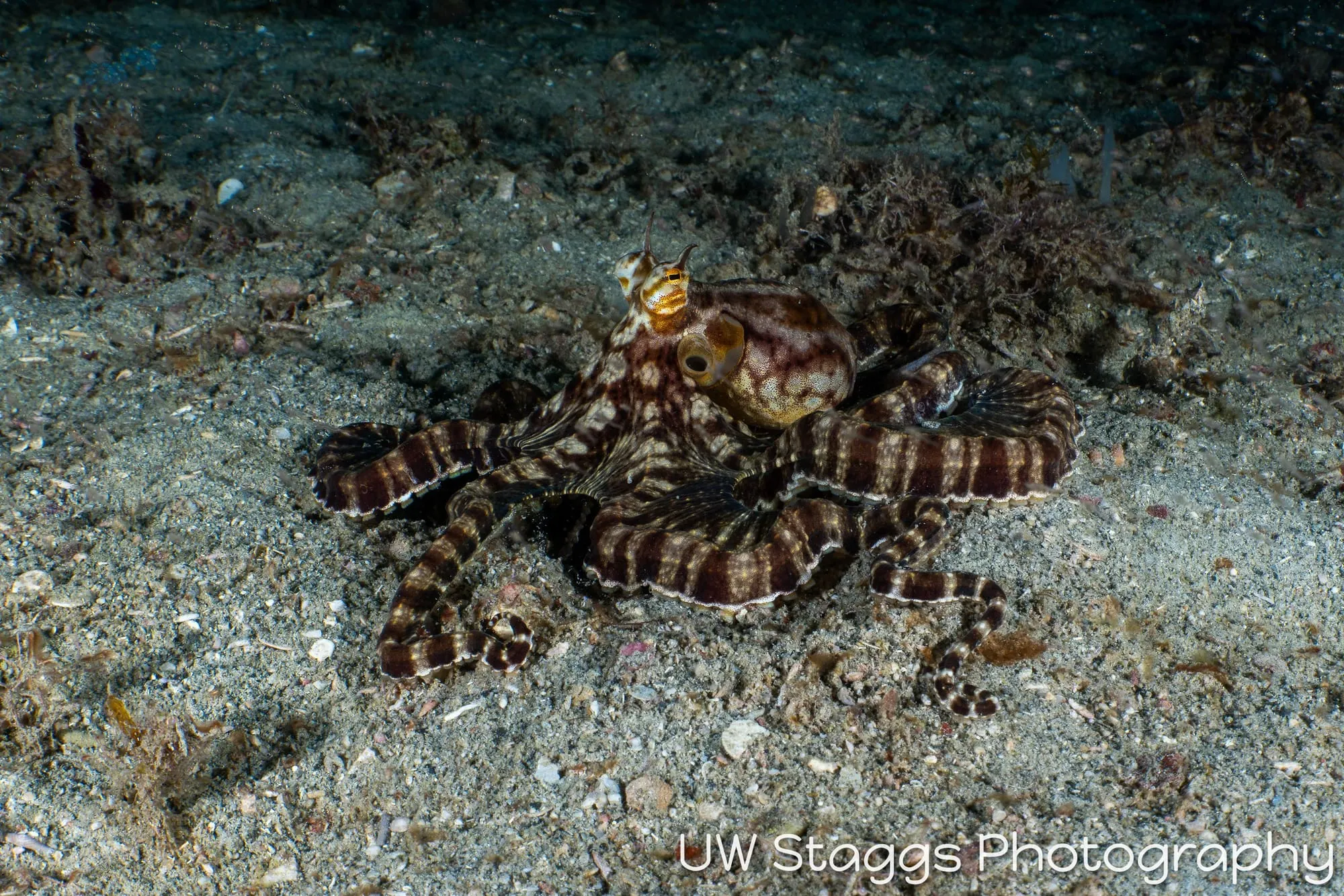 Reef Scene — Puerto Galera, Philippines