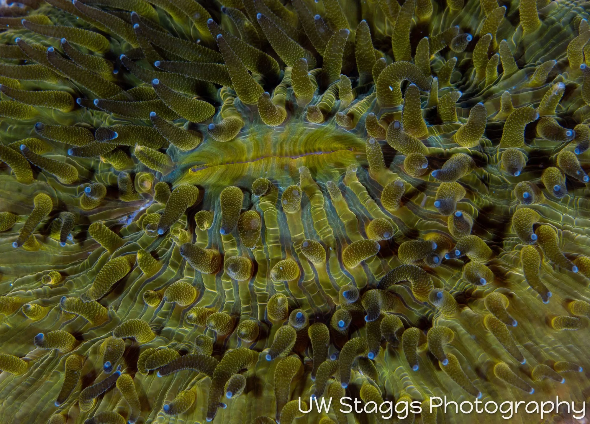 Reef Scene — Puerto Galera, Philippines