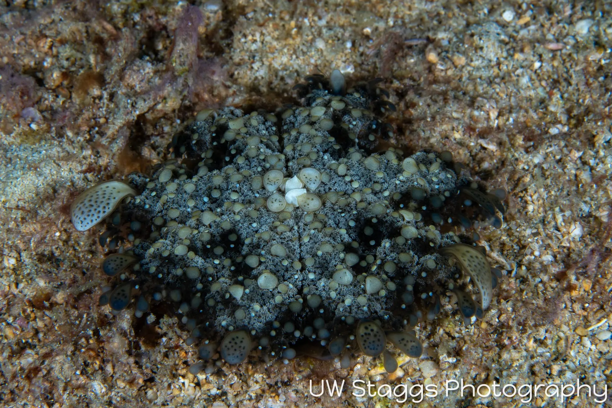 Reef Scene — Puerto Galera, Philippines