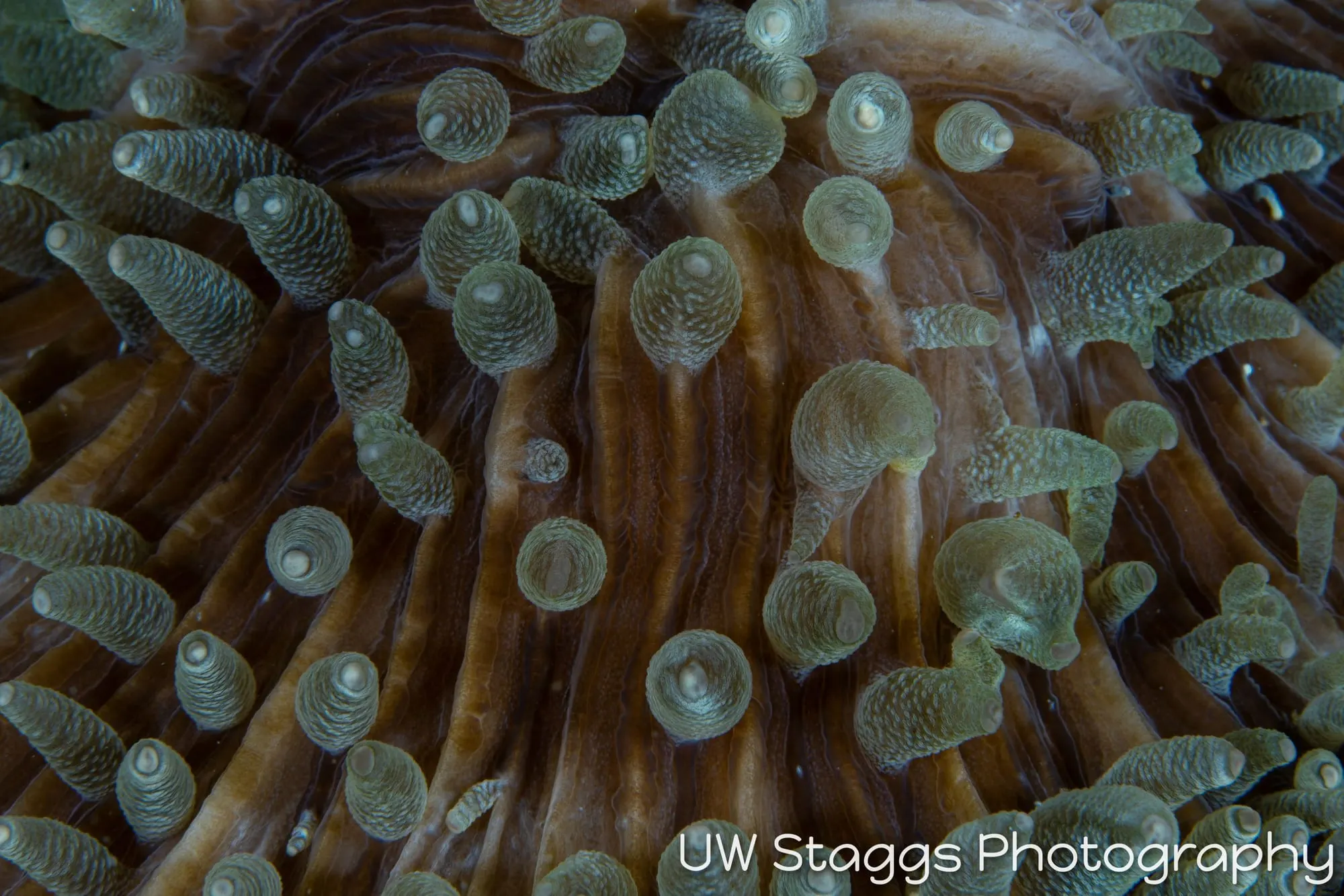 Reef Scene — Puerto Galera, Philippines