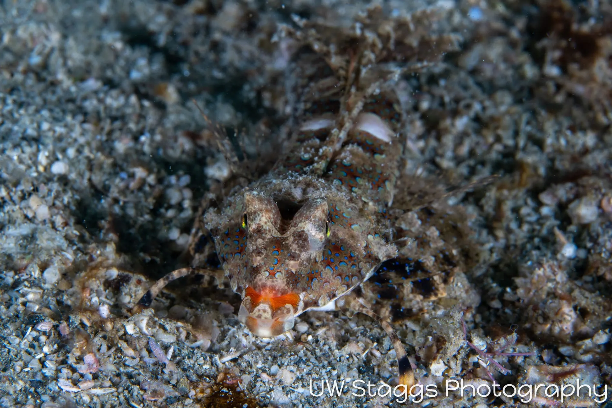 Reef Scene — Puerto Galera, Philippines