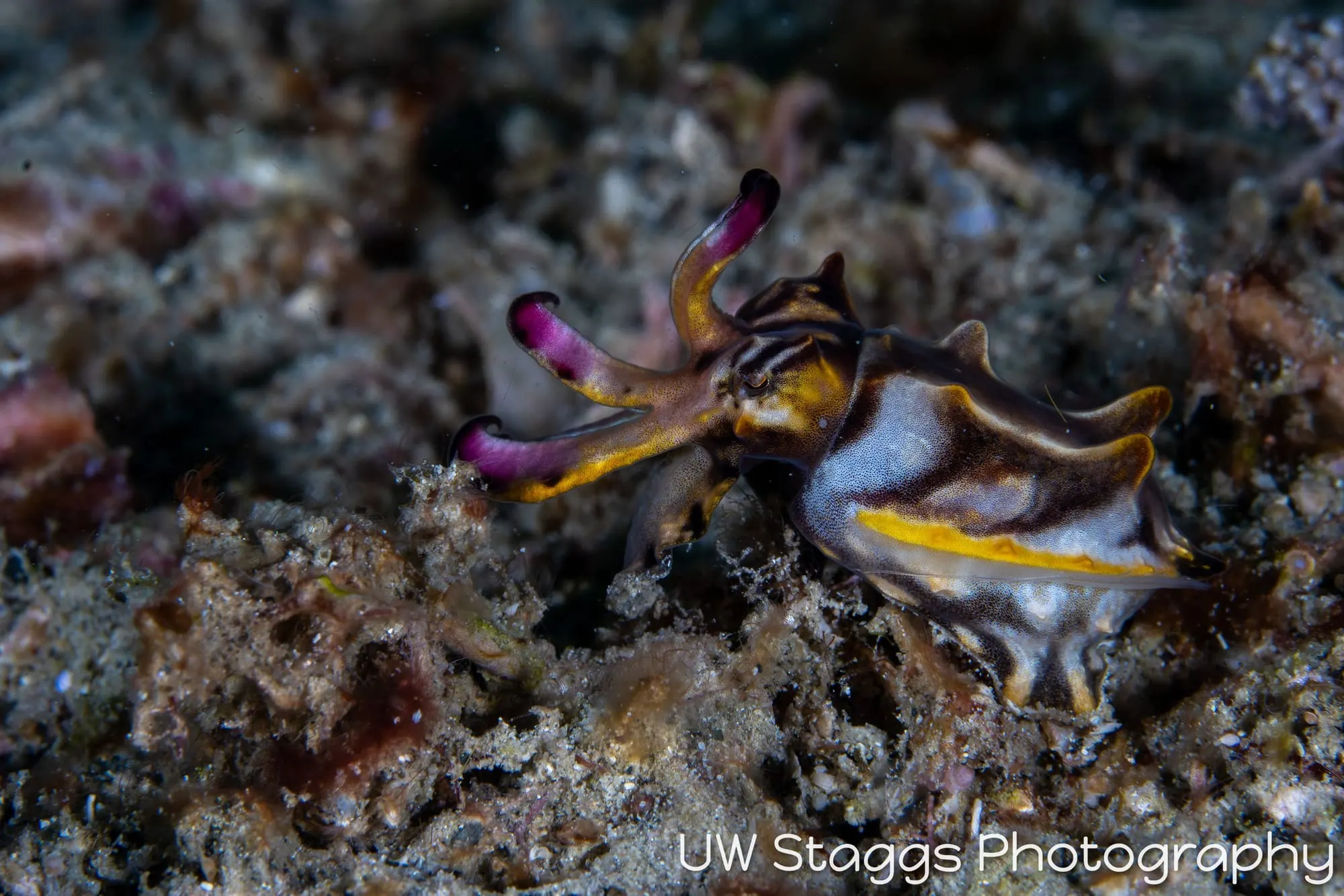 Reef Scene — Puerto Galera, Philippines