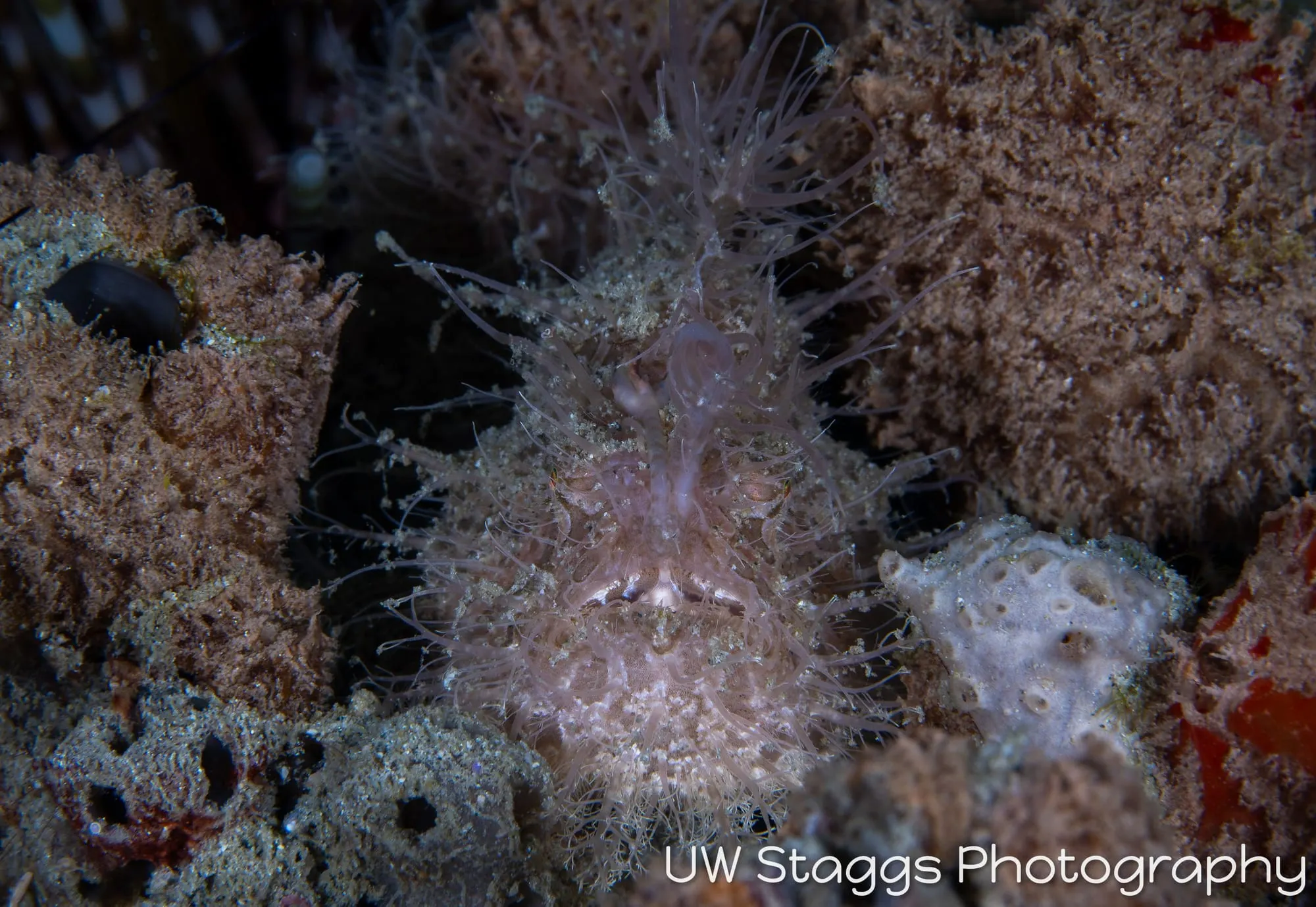 Reef Scene — Puerto Galera, Philippines