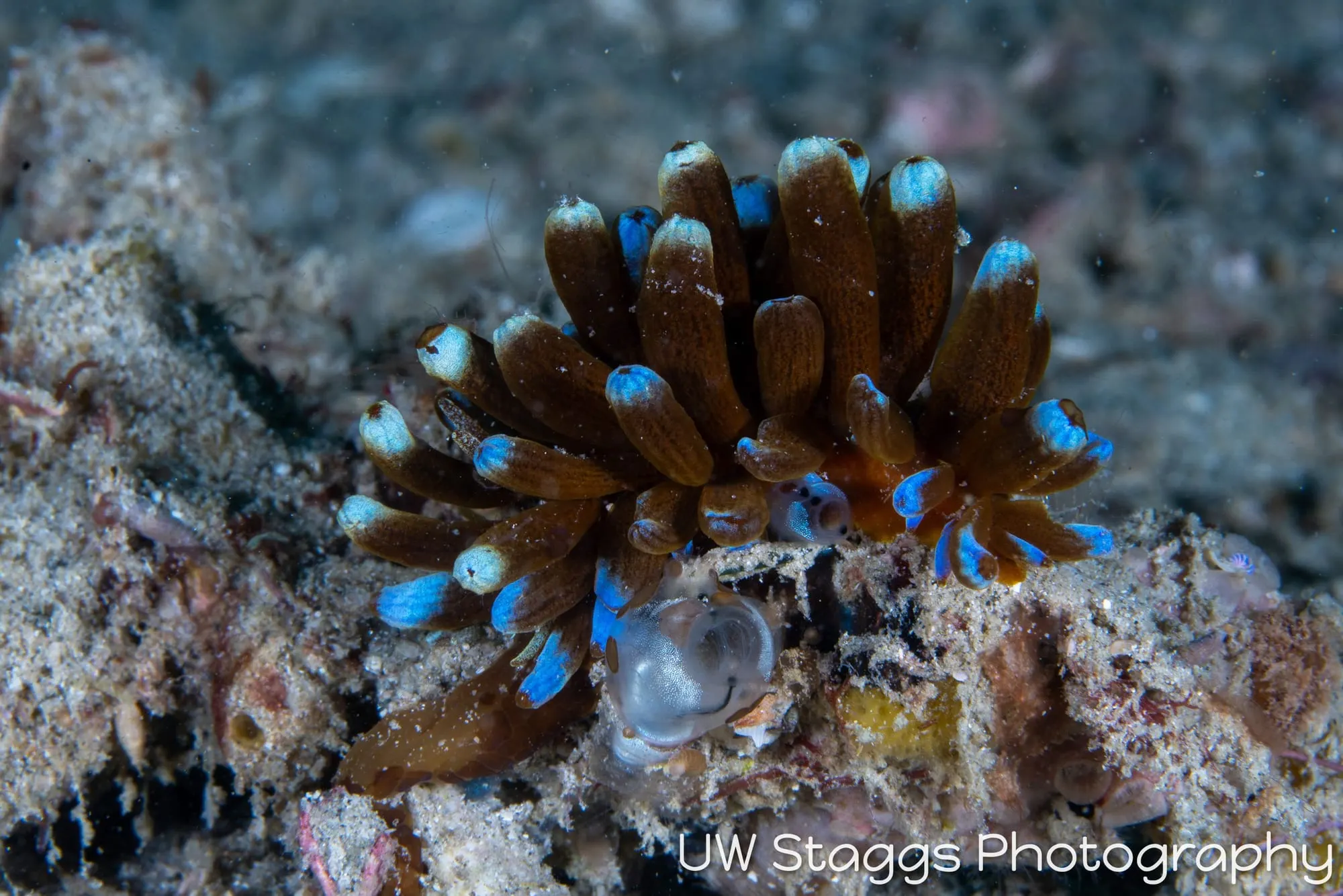 Reef Scene — Puerto Galera, Philippines