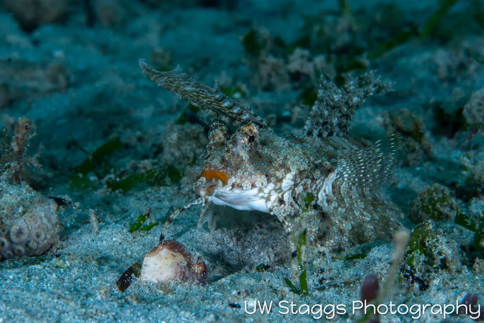 Reef Scene — Puerto Galera, Philippines