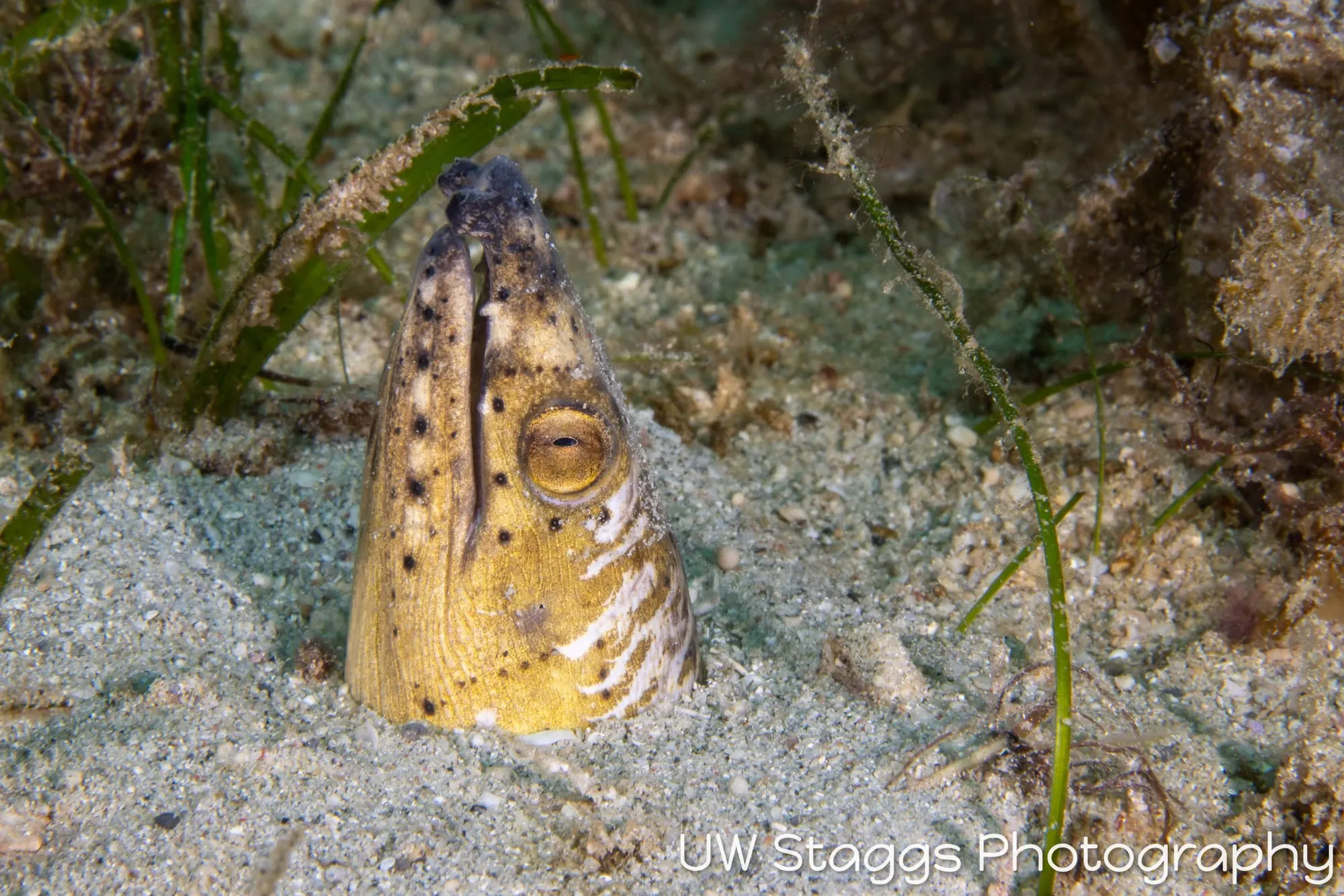 Reef Scene — Puerto Galera, Philippines