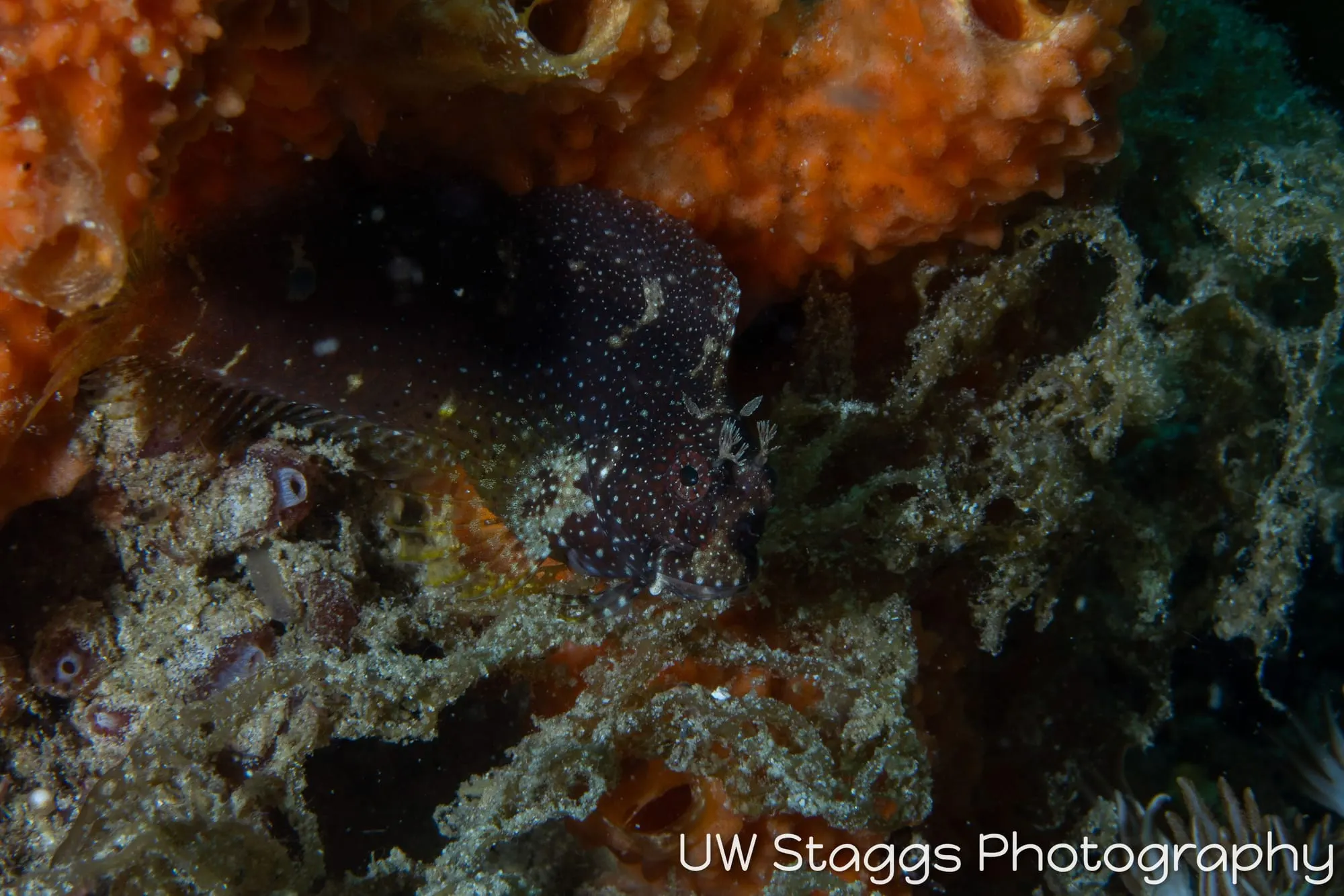 Reef Scene — Puerto Galera, Philippines