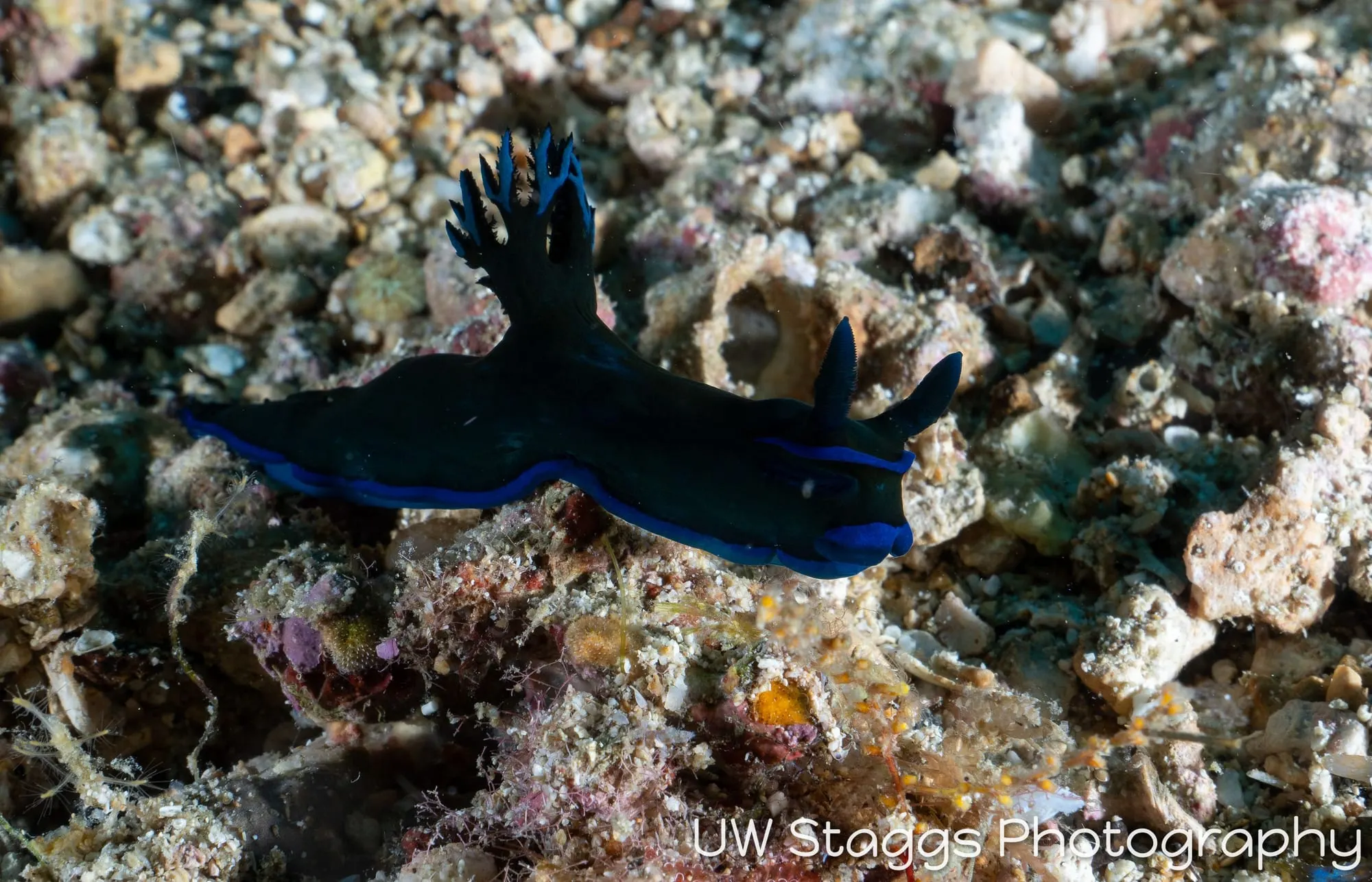 Reef Scene — Puerto Galera, Philippines
