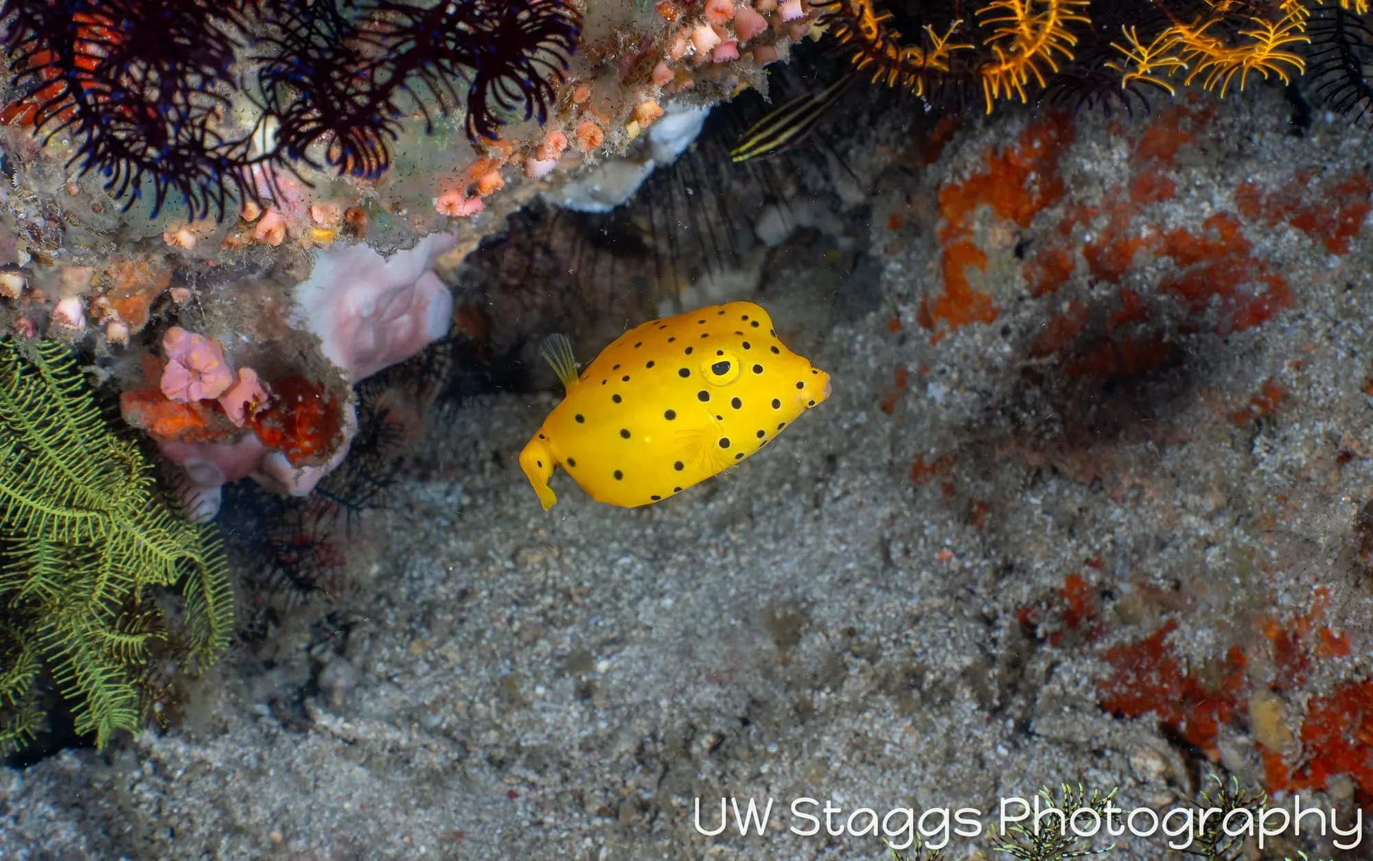 Reef Scene — Puerto Galera, Philippines