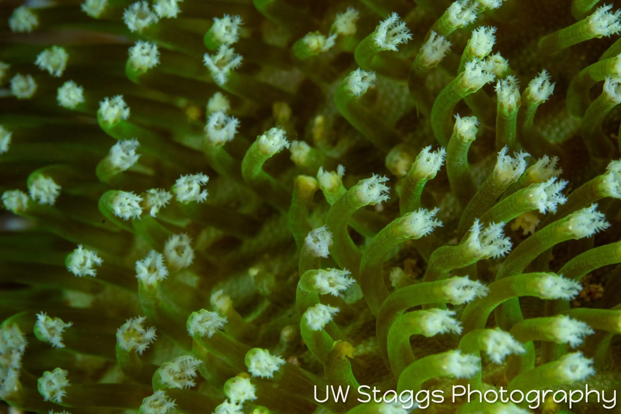 Reef Scene — Puerto Galera, Philippines