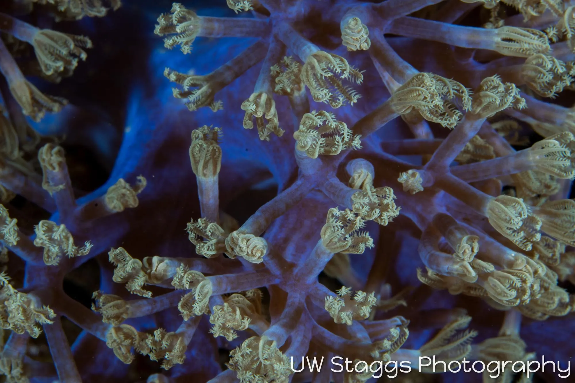 Reef Scene — Puerto Galera, Philippines