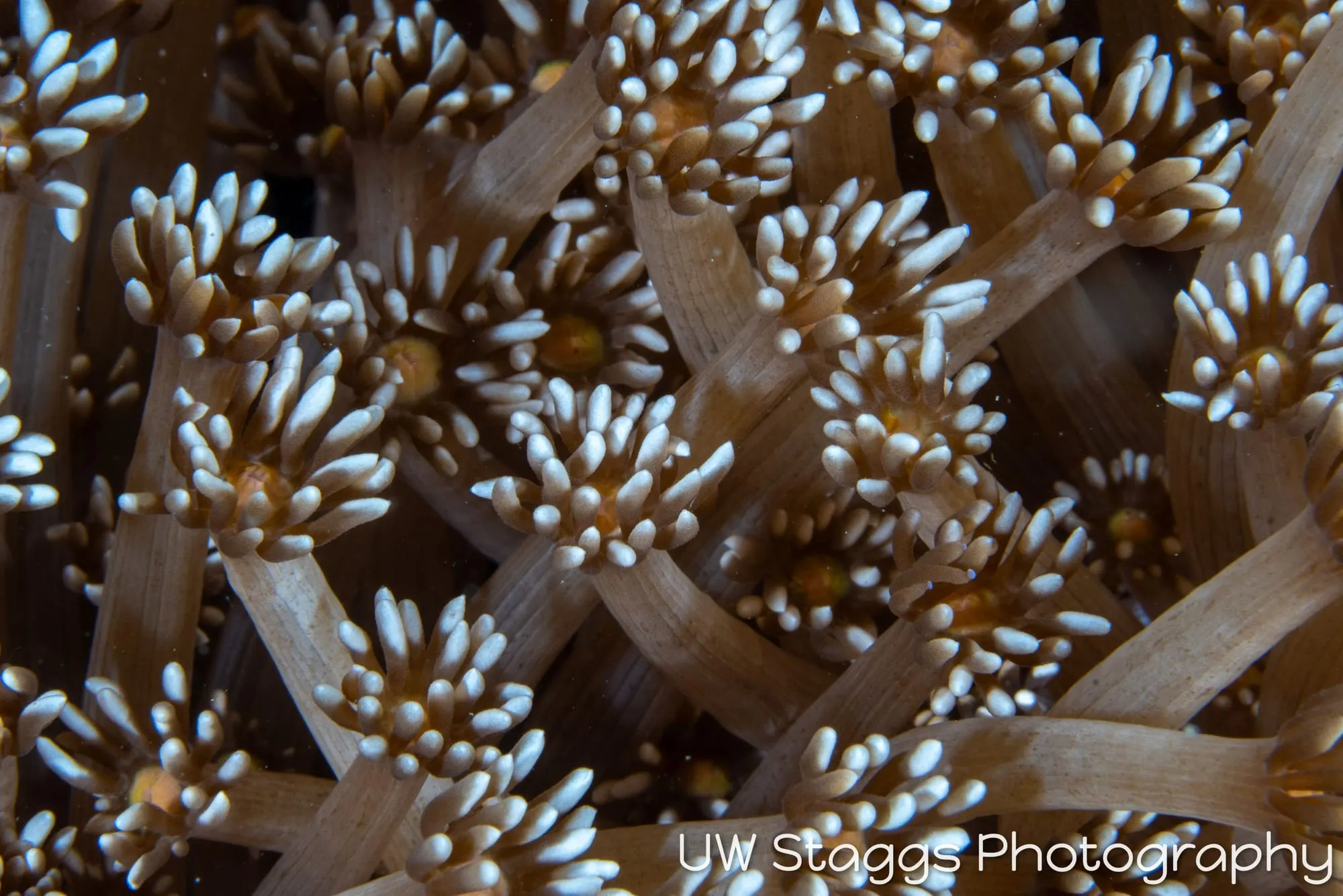 Reef Scene — Puerto Galera, Philippines