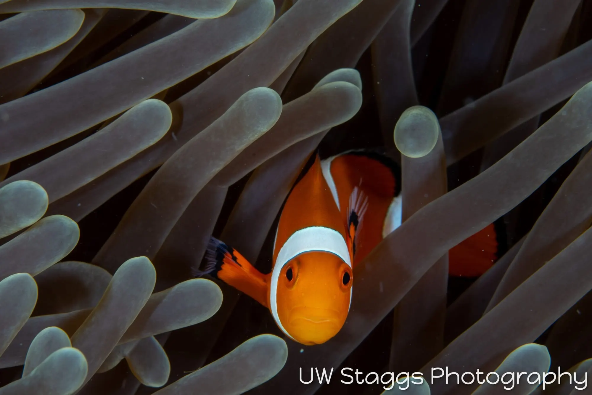 Reef Scene — Puerto Galera, Philippines