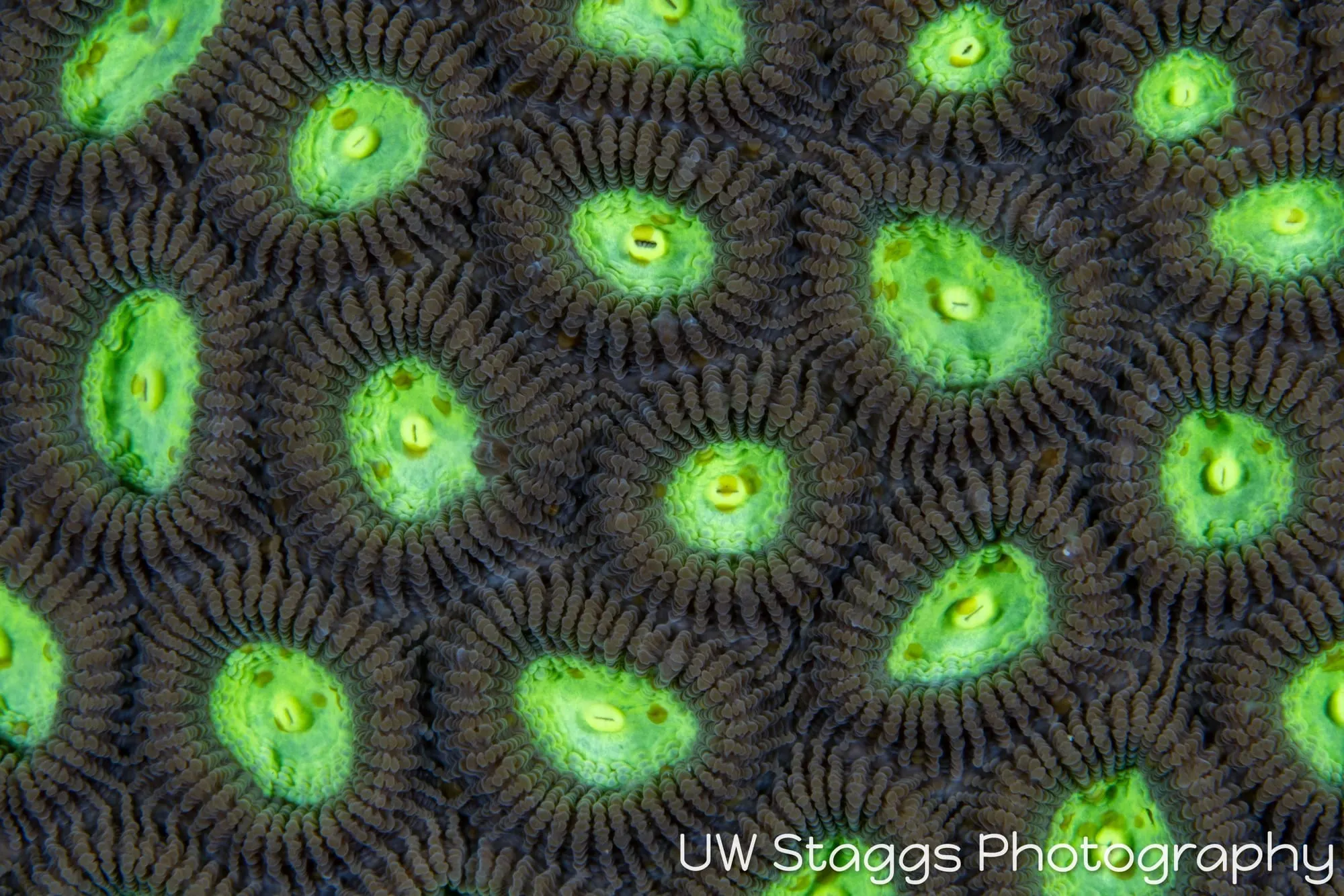 Reef Scene — Puerto Galera, Philippines