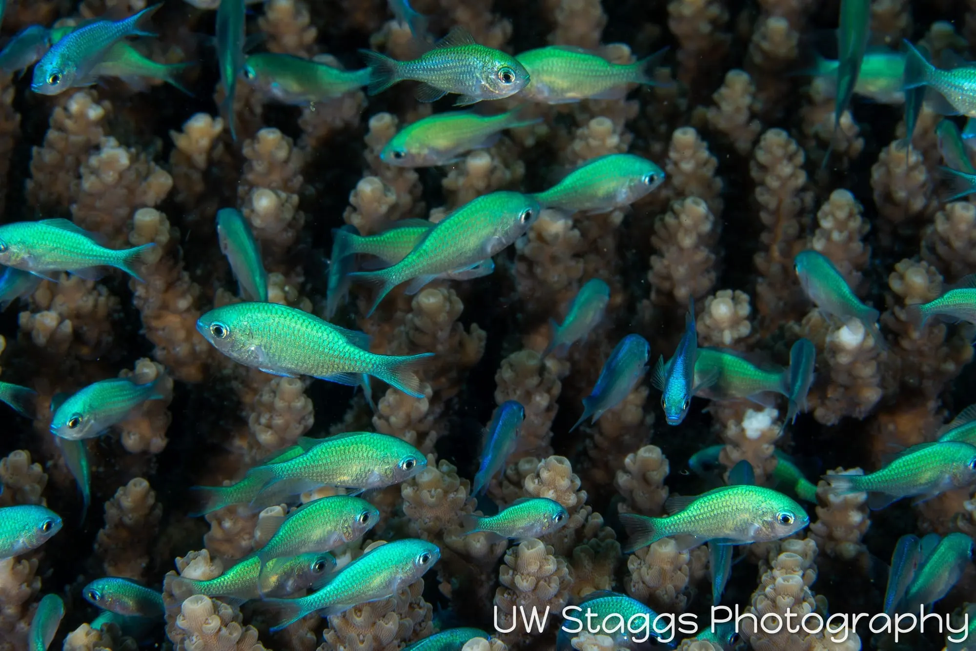 Reef Scene — Puerto Galera, Philippines