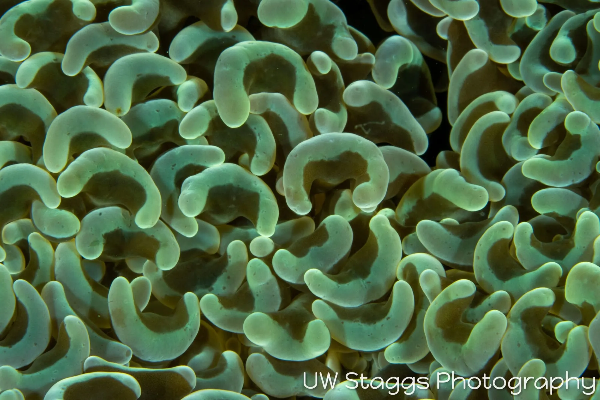Reef Scene — Puerto Galera, Philippines