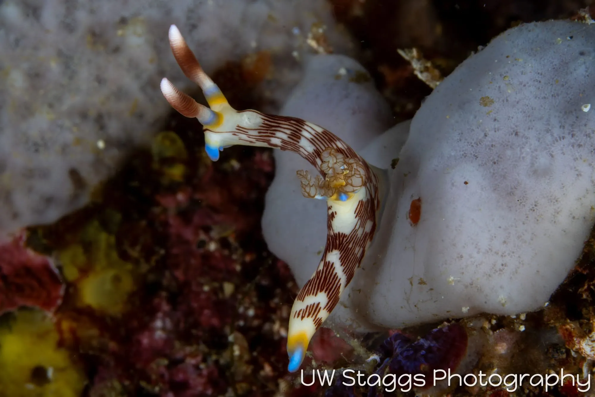 Reef Scene — Puerto Galera, Philippines