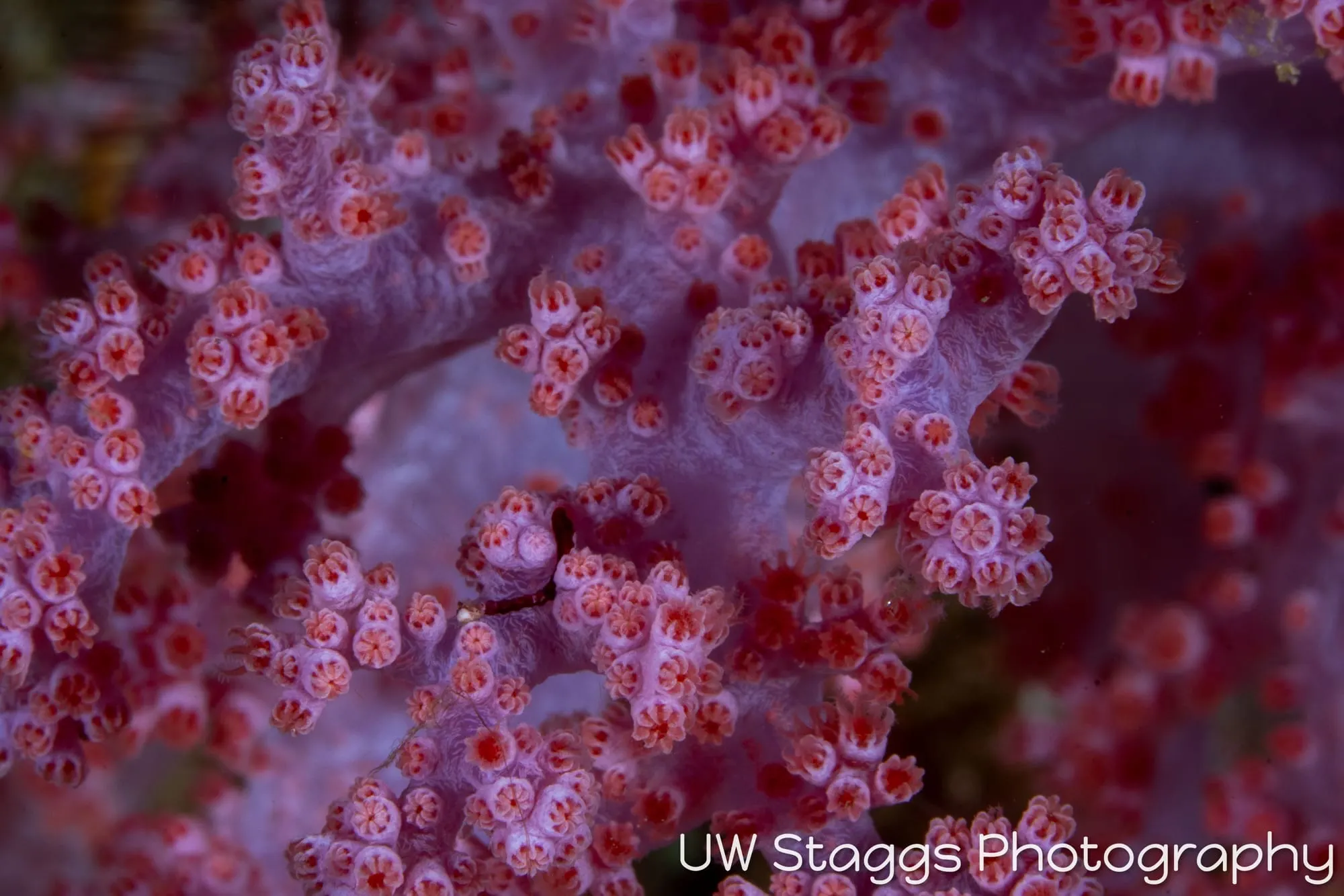 Reef Scene — Puerto Galera, Philippines