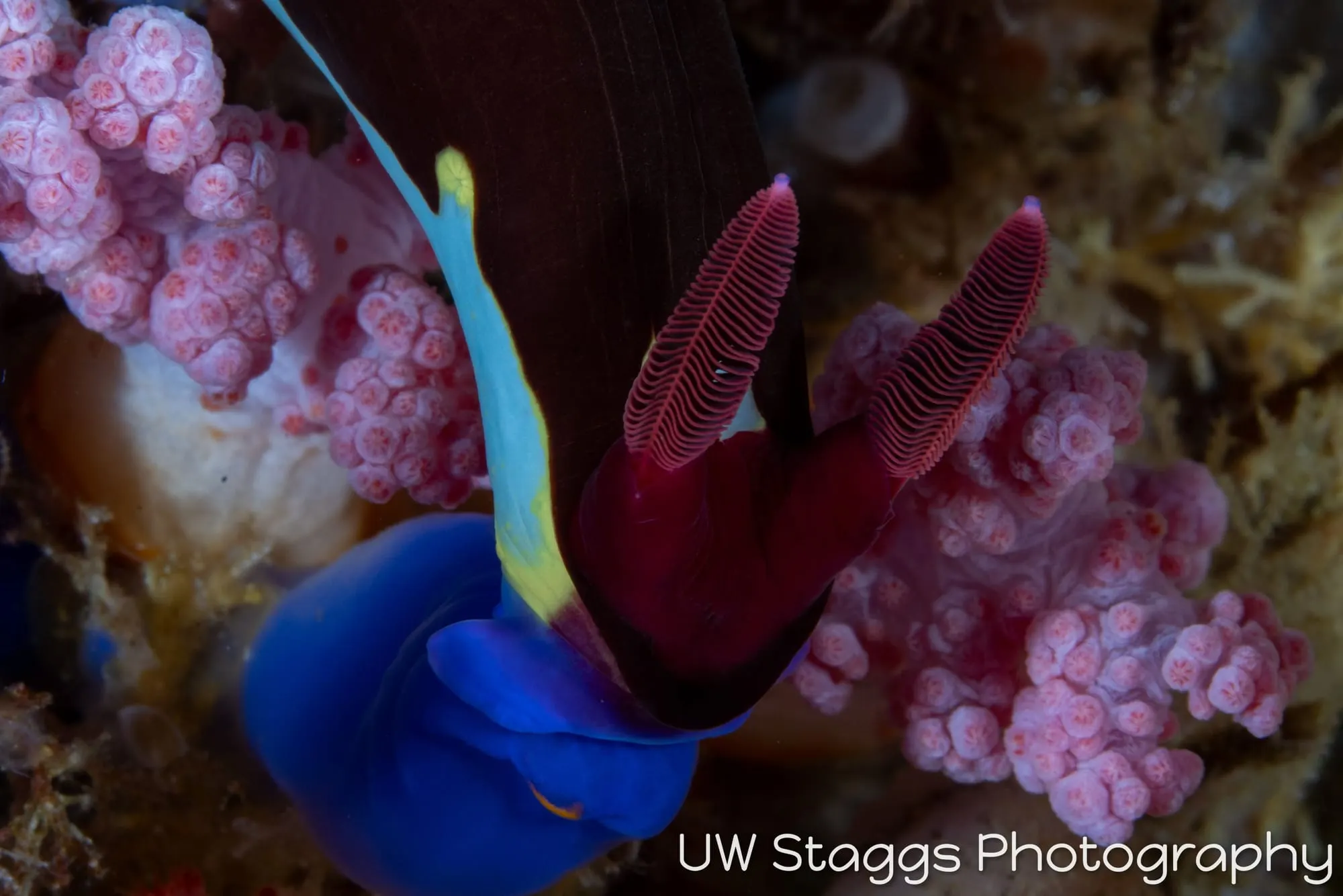 Reef Scene — Puerto Galera, Philippines