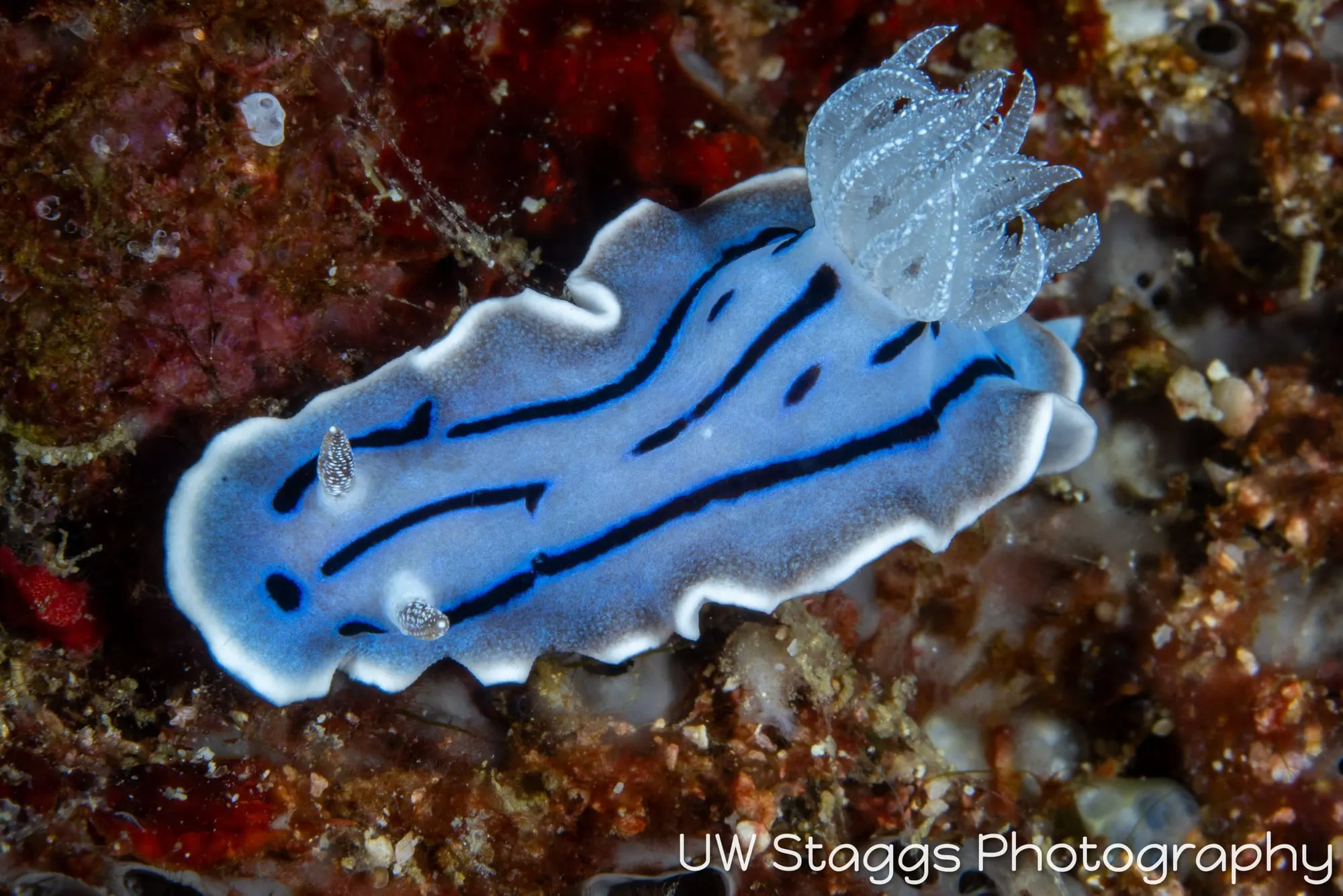 Reef Scene — Puerto Galera, Philippines