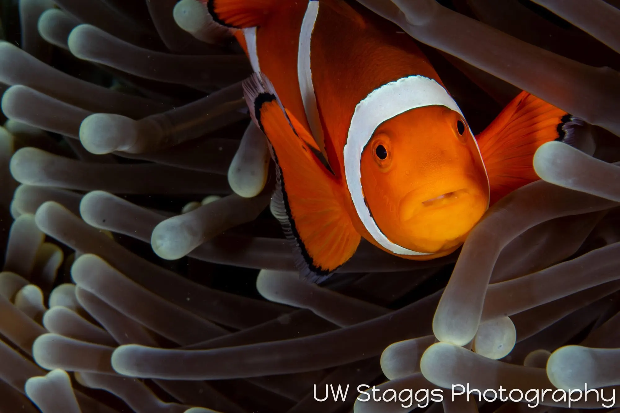 Reef Scene — Puerto Galera, Philippines