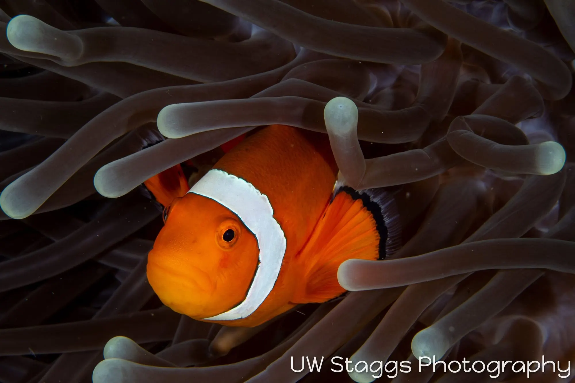 Reef Scene — Puerto Galera, Philippines