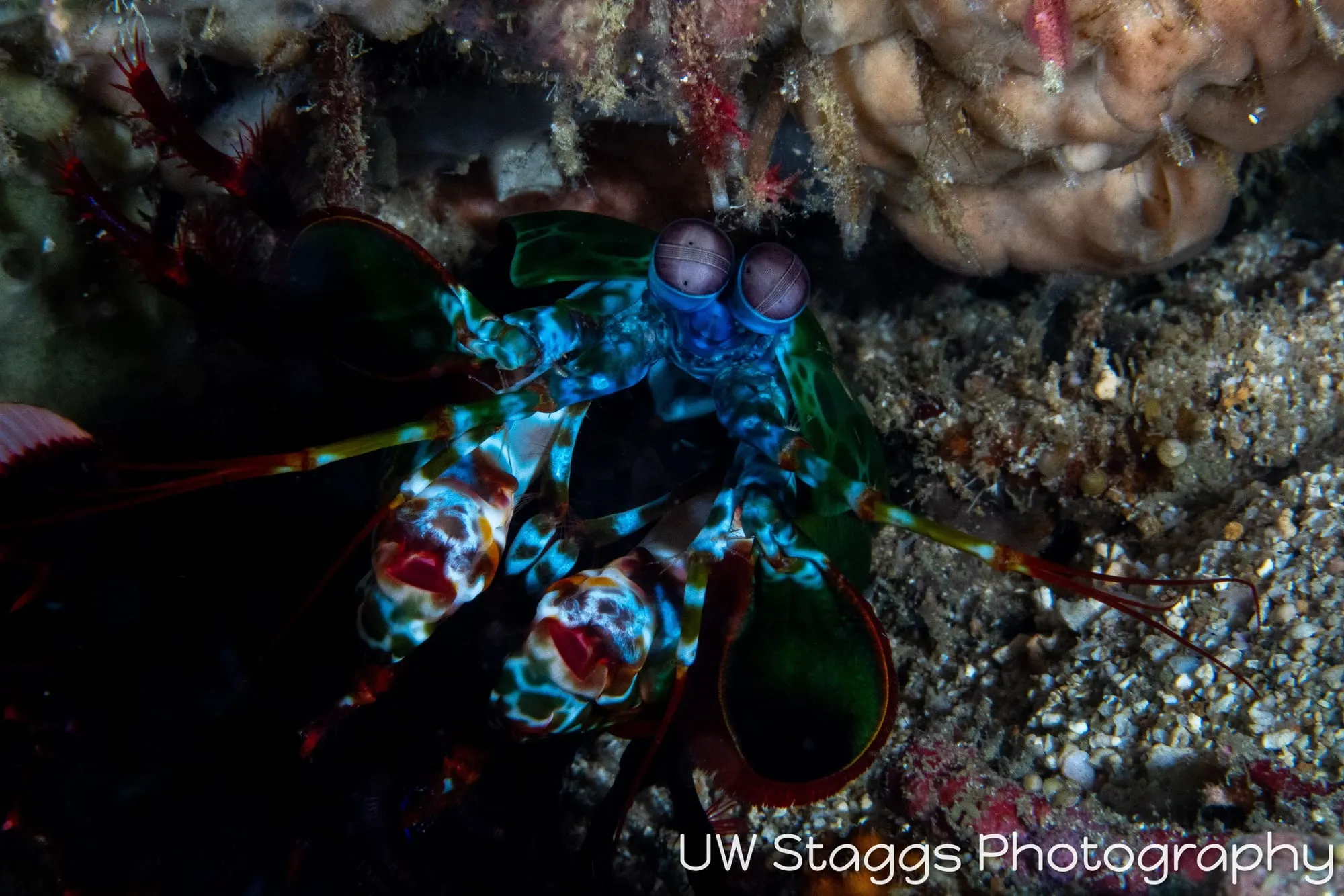 Reef Scene — Puerto Galera, Philippines