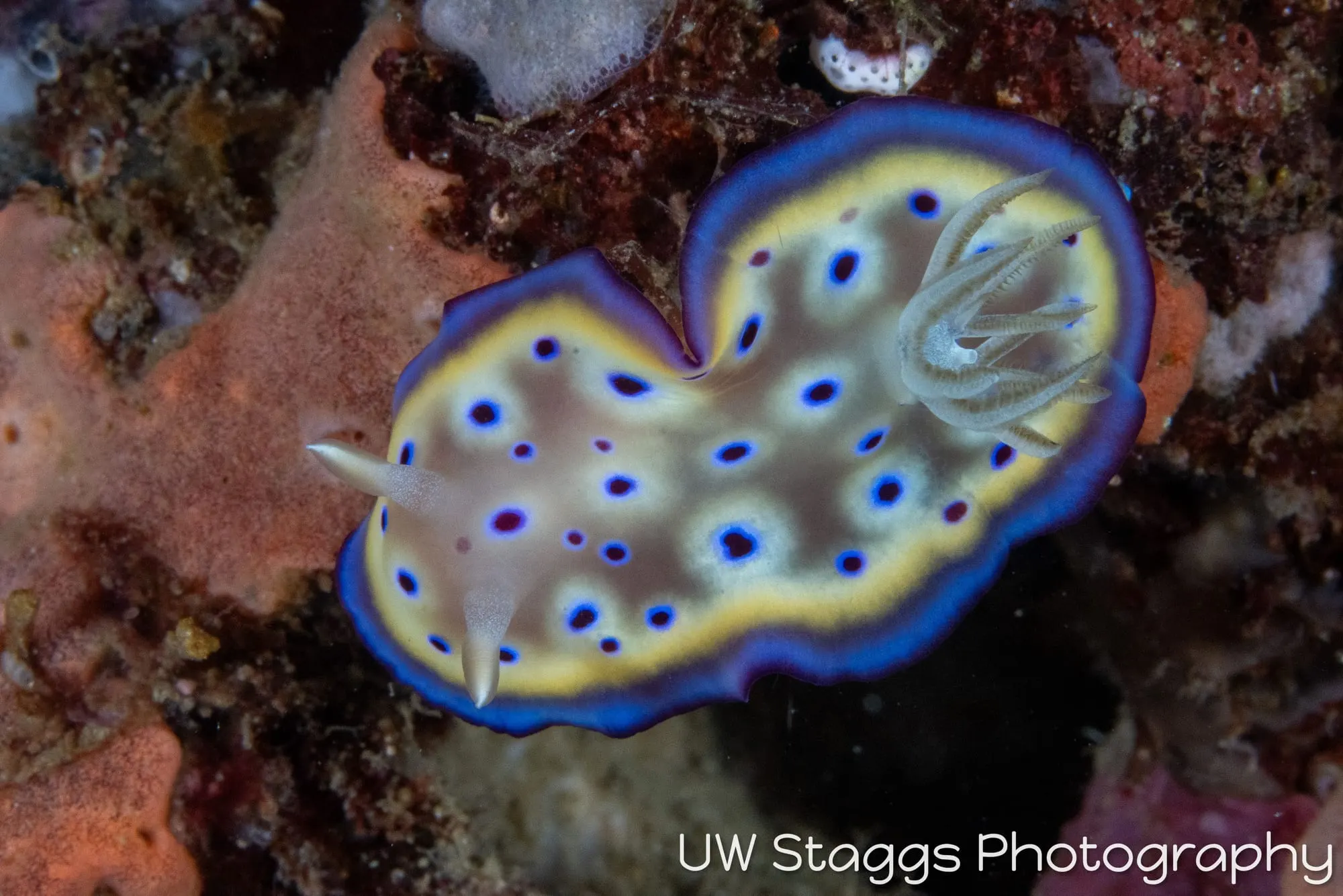 Reef Scene — Puerto Galera, Philippines