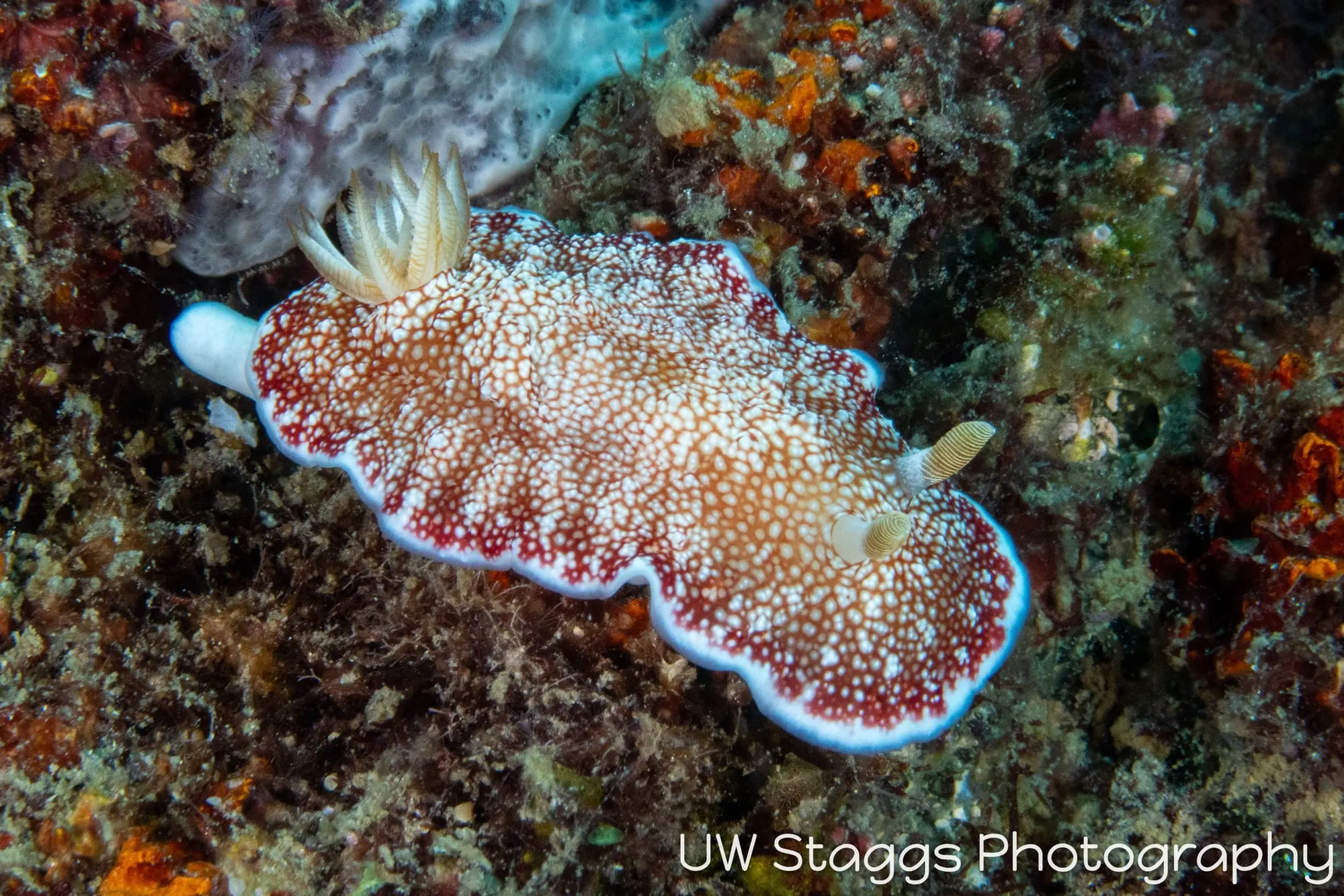 Reef Scene — Puerto Galera, Philippines