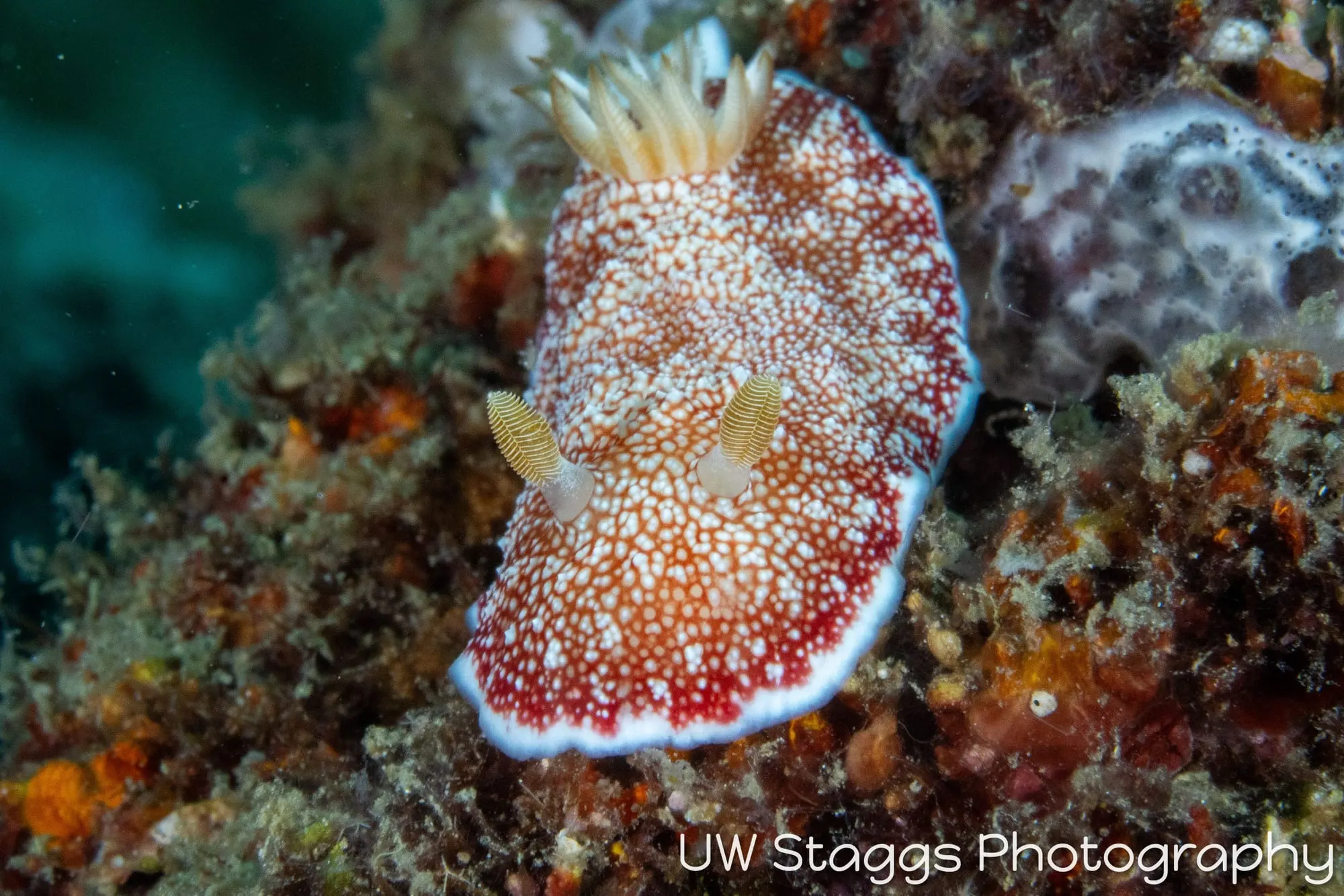 Reef Scene — Puerto Galera, Philippines